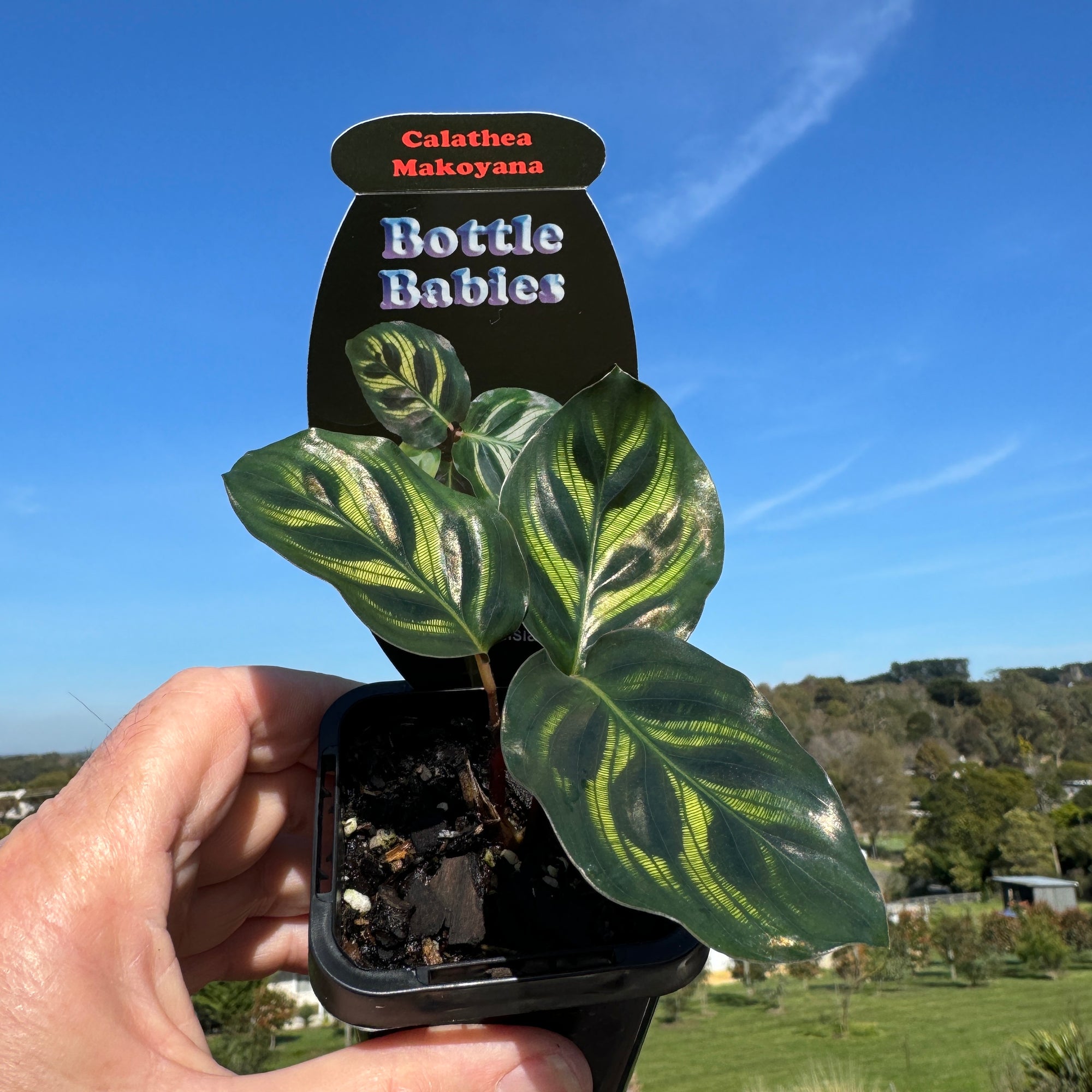Calathea makoyana syn. Goeppertia - Peacock Plant (WA Prohibited)