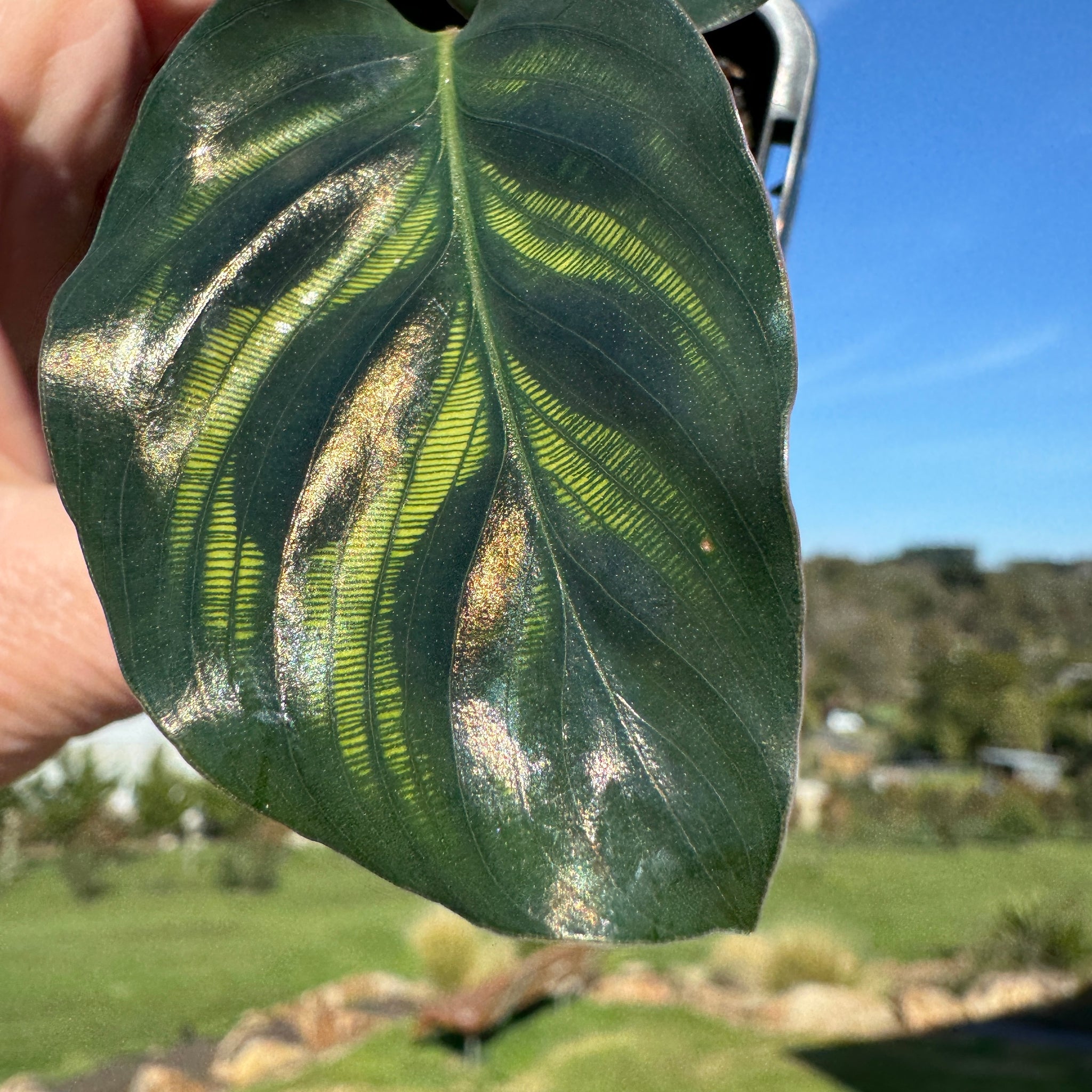 Calathea makoyana syn. Goeppertia - Peacock Plant (WA Prohibited)