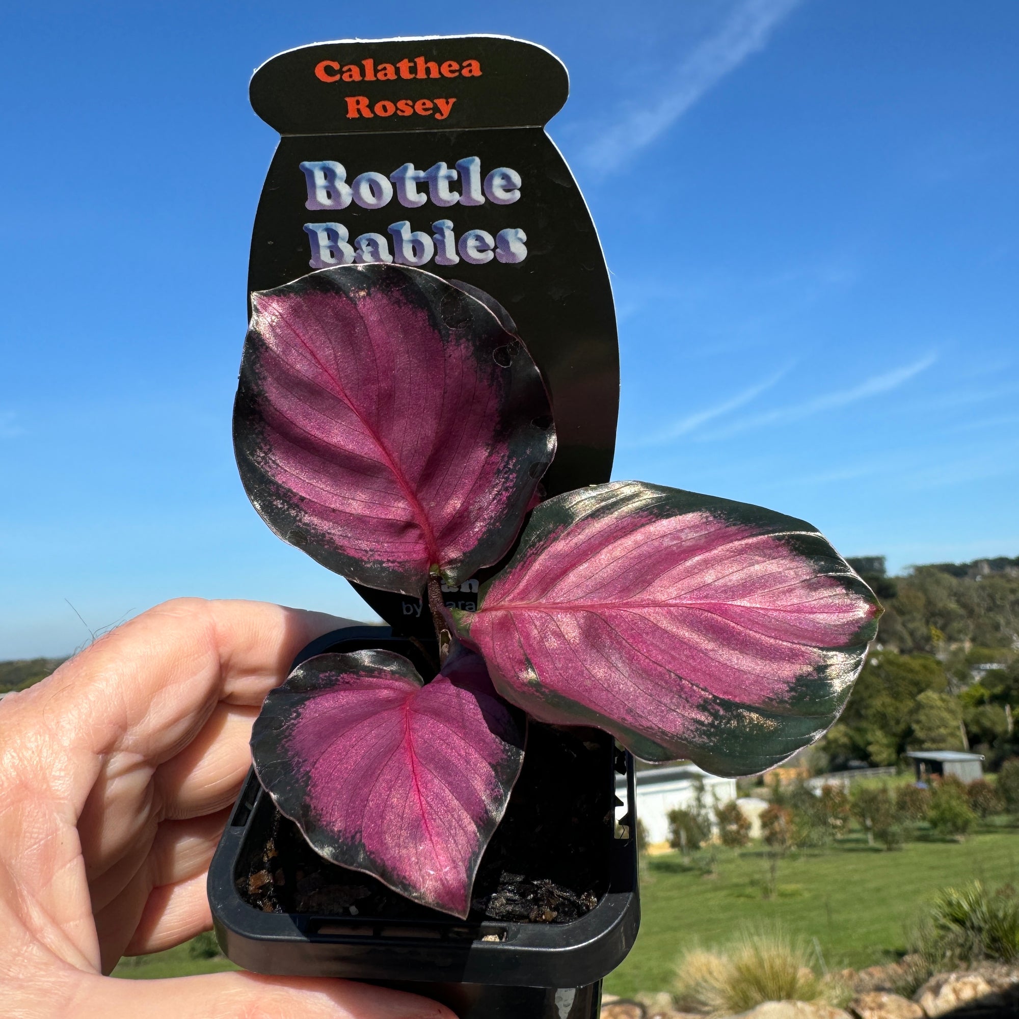 Calathea roseopicta 'Rosey'