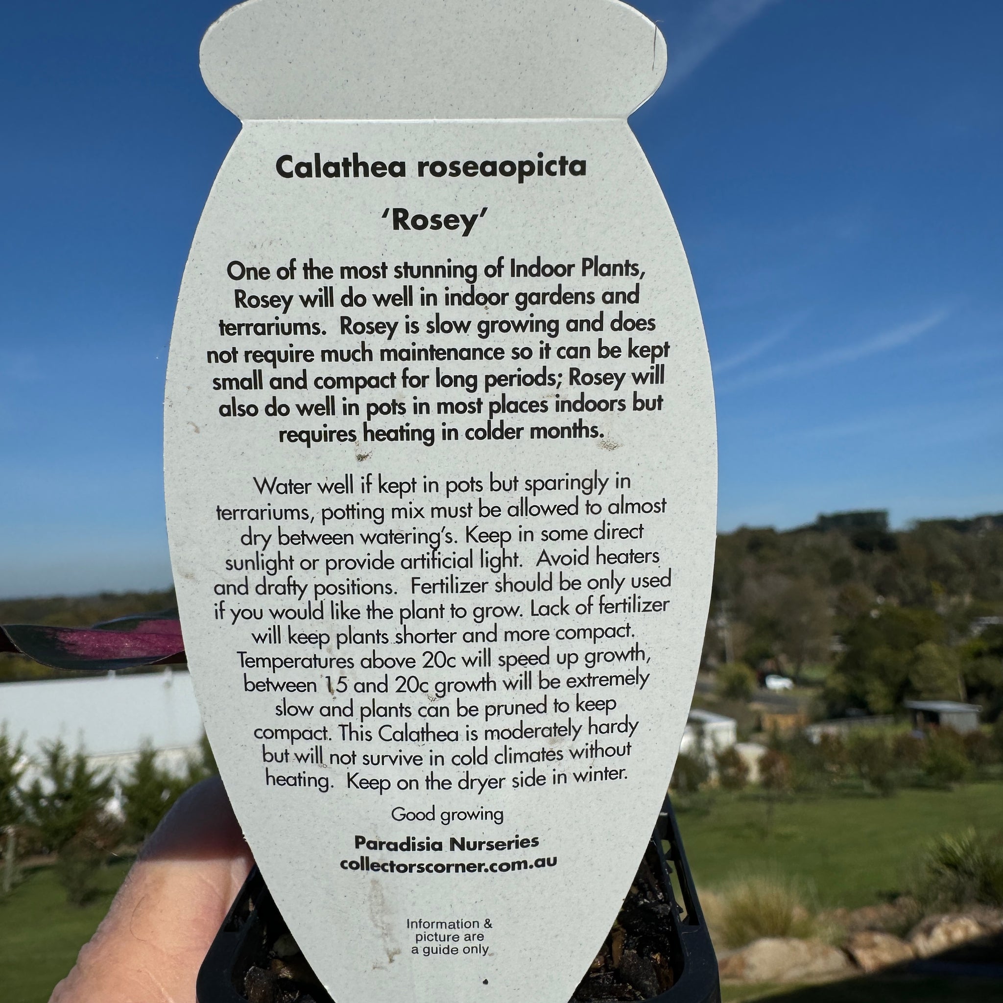 Calathea roseopicta 'Rosey'