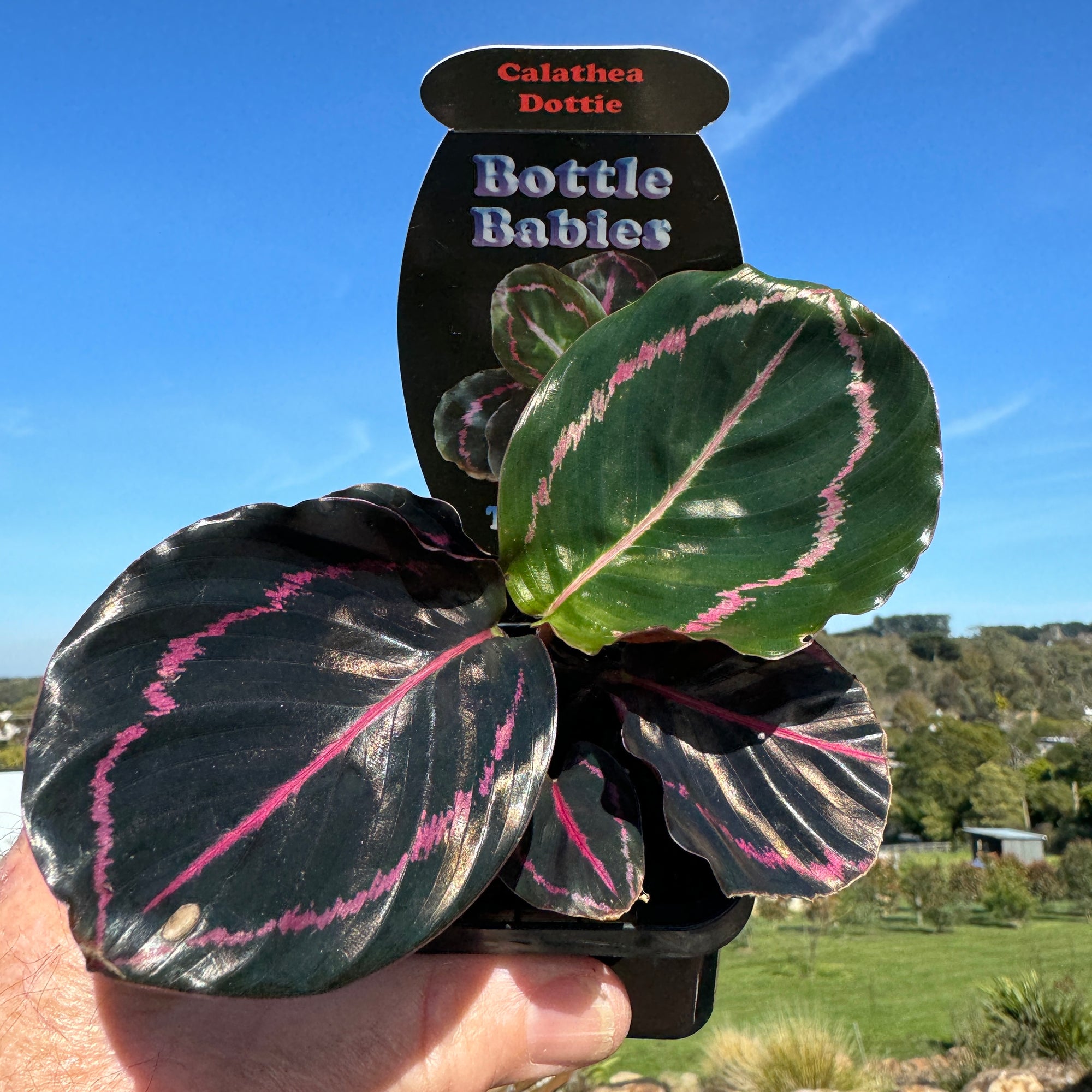 Calathea roseopicta 'Dottie' (Syn. Goeppertia)