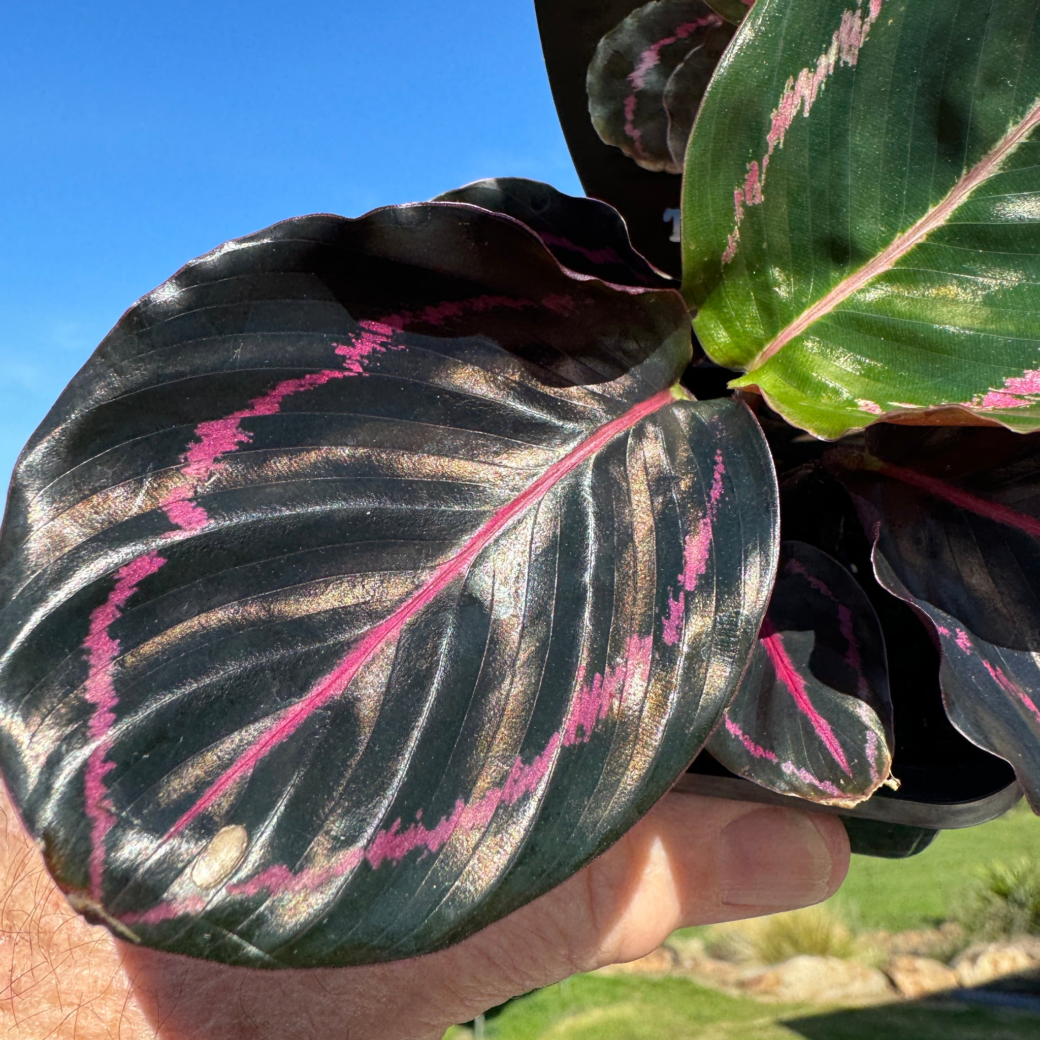 Calathea roseopicta 'Dottie' (Syn. Goeppertia)