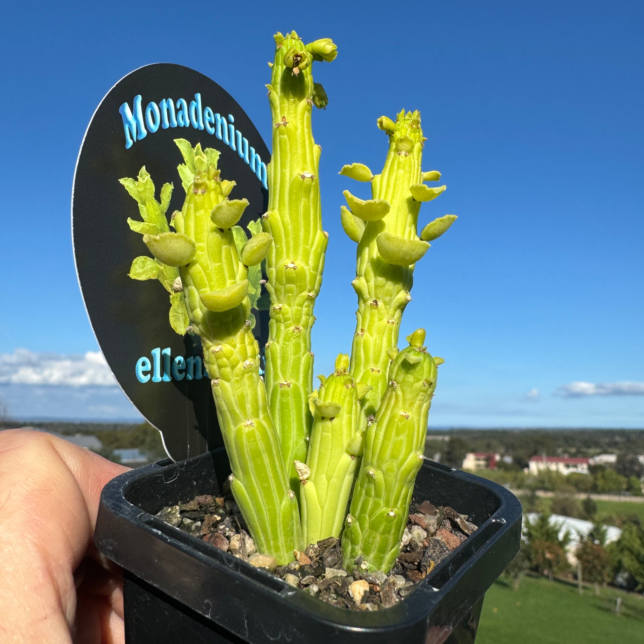 Euphorbia bisellenbeckii syn. Monadenium ellenbeckii (WA Prohibited)