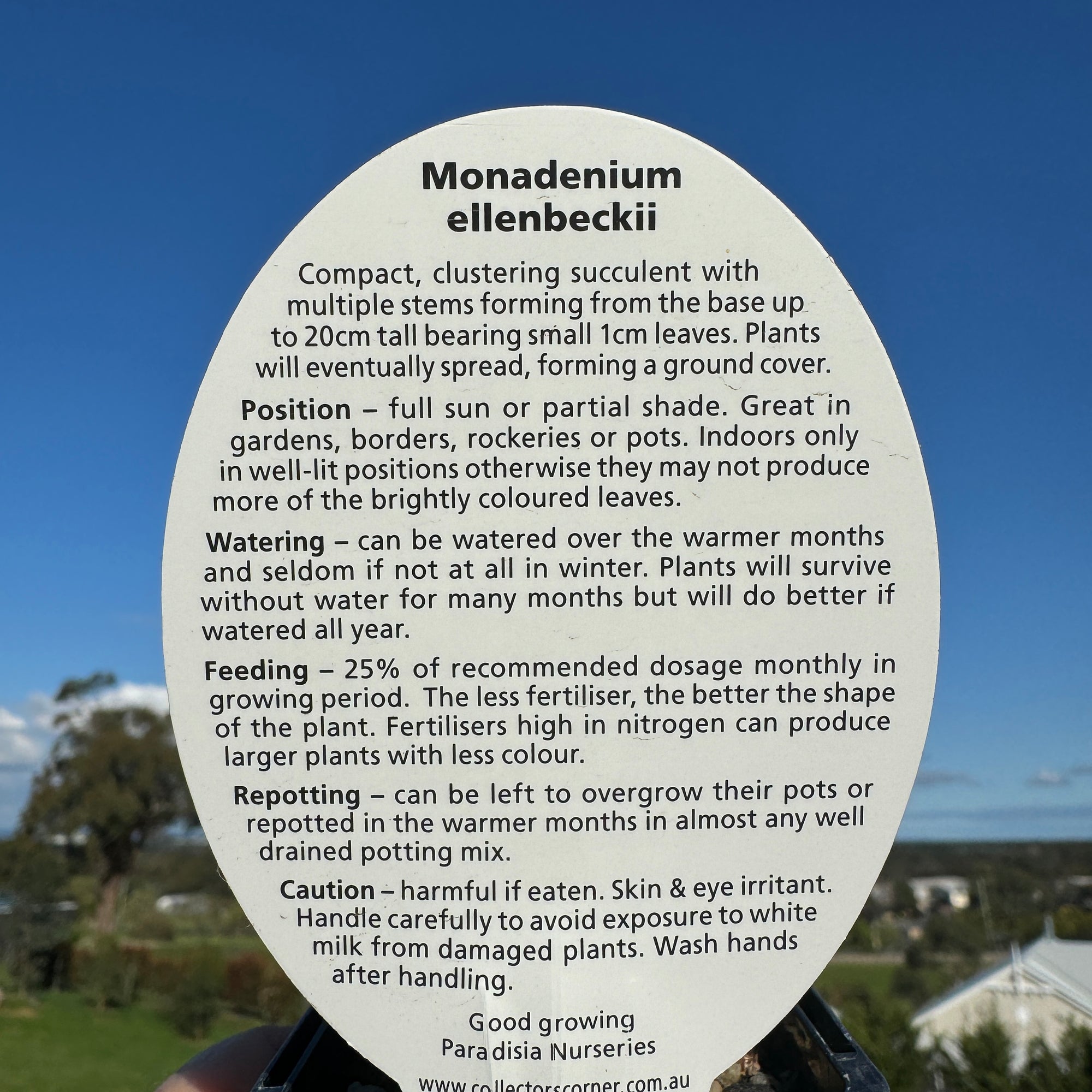 Euphorbia bisellenbeckii syn. Monadenium ellenbeckii (WA Prohibited)