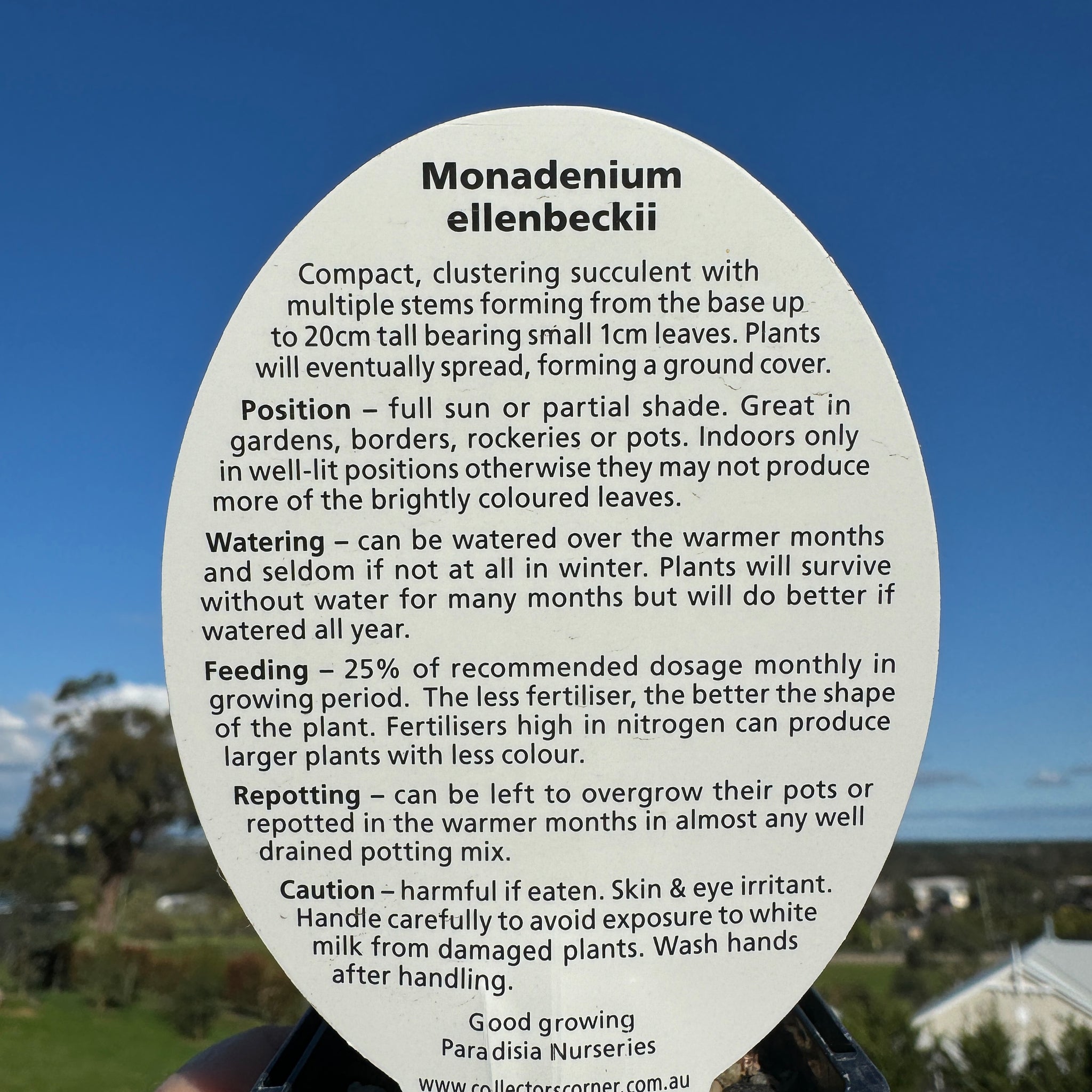 Euphorbia bisellenbeckii syn. Monadenium ellenbeckii (WA Prohibited)