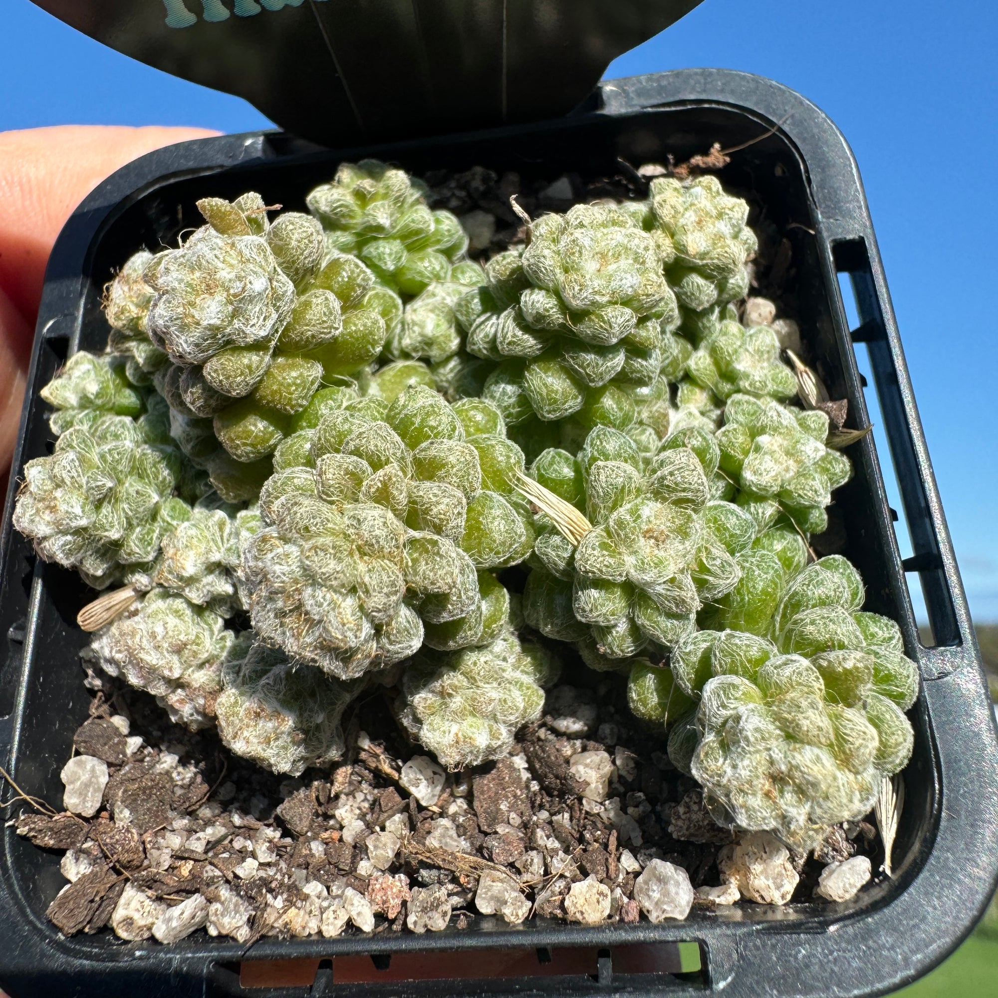 Anacampseros filamentosa subsp. tomentosa