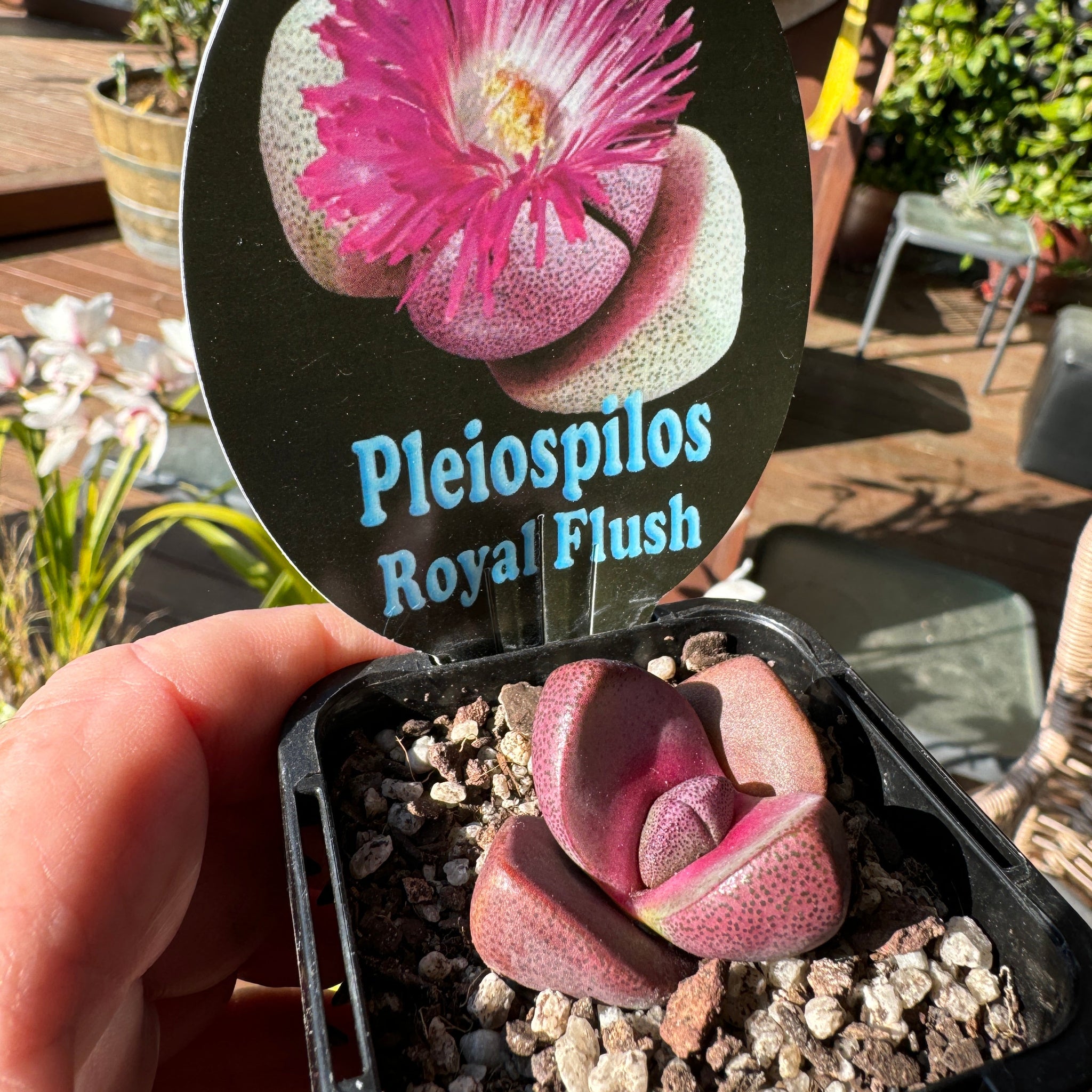 Pleiospilos nelii 'Royal Flush' - Living Stone