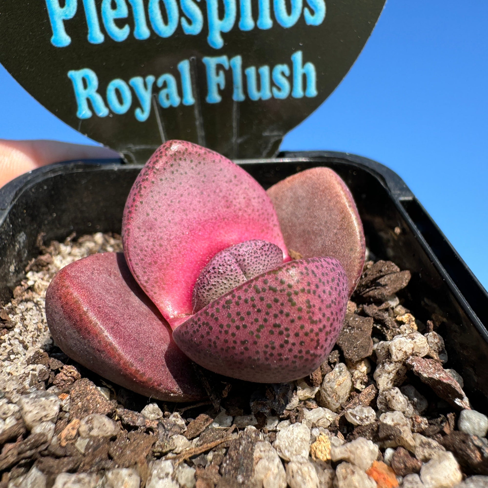 Pleiospilos nelii 'Royal Flush' - Living Stone