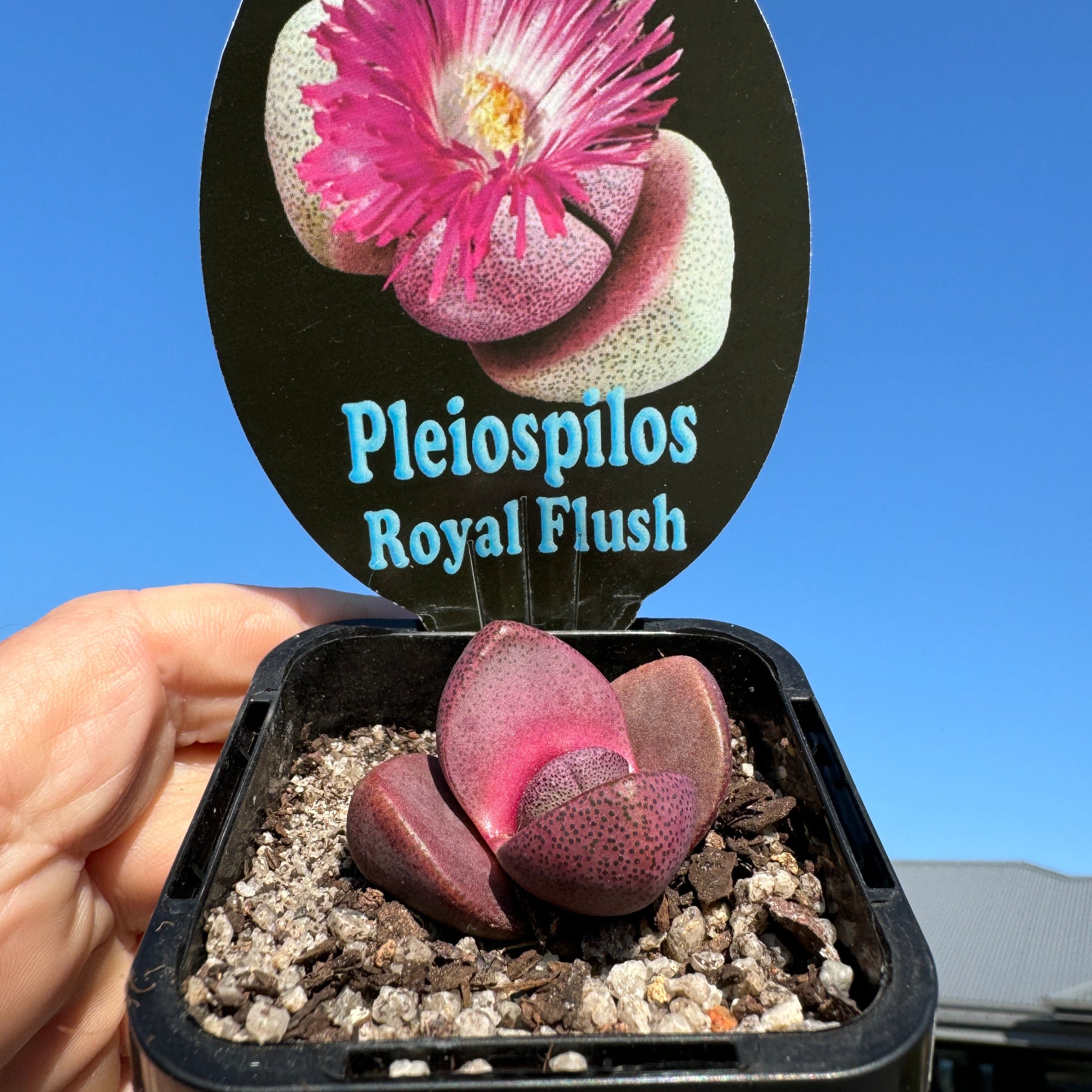 Pleiospilos nelii 'Royal Flush' - Living Stone