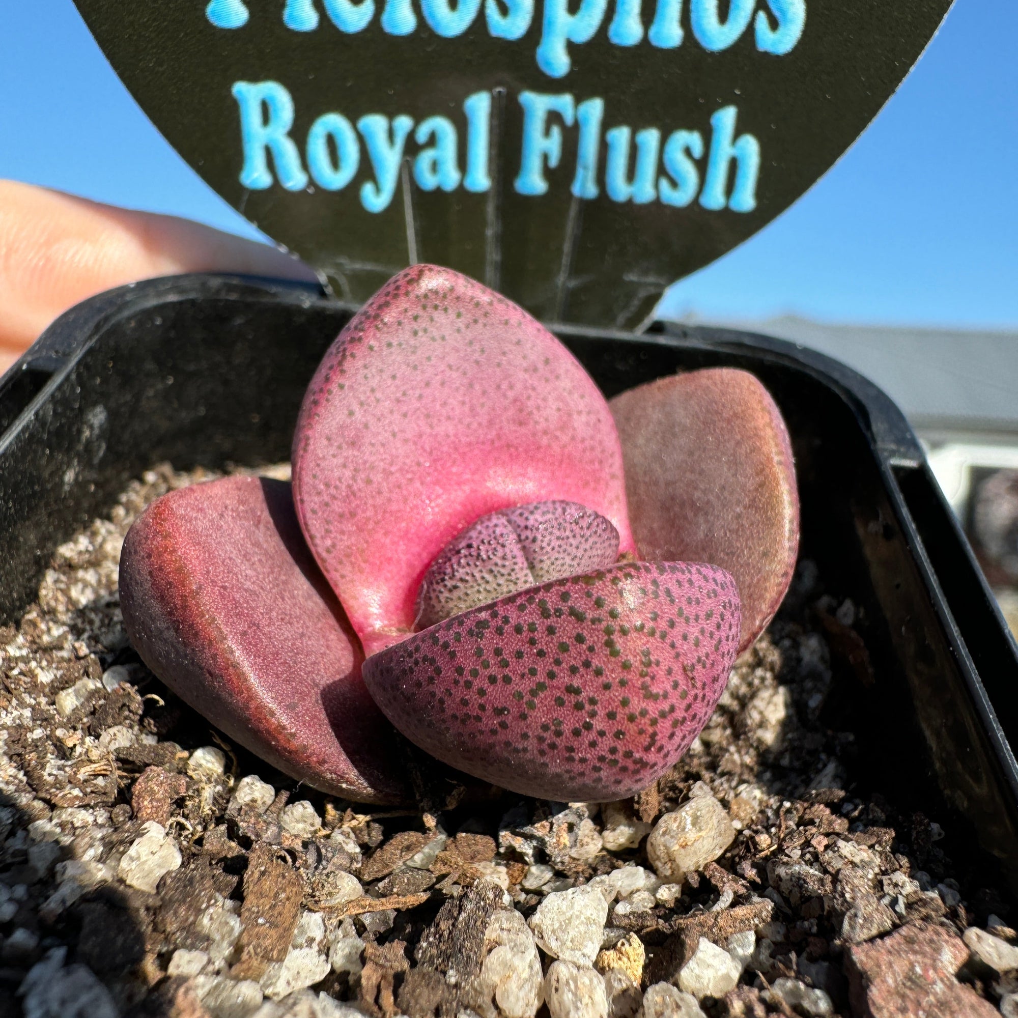 Pleiospilos nelii 'Royal Flush' - Living Stone