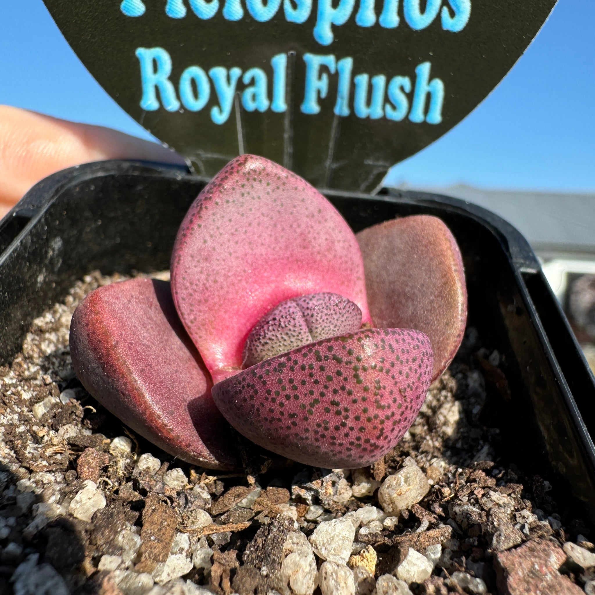 Pleiospilos nelii 'Royal Flush' - Living Stone