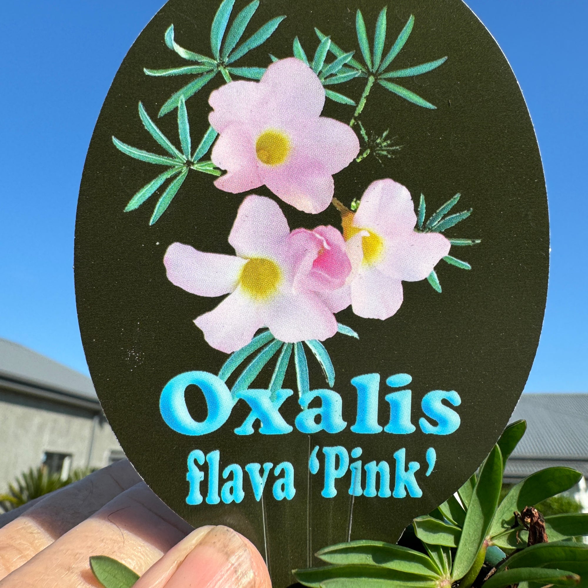 Oxalis flava 'Pink Form'