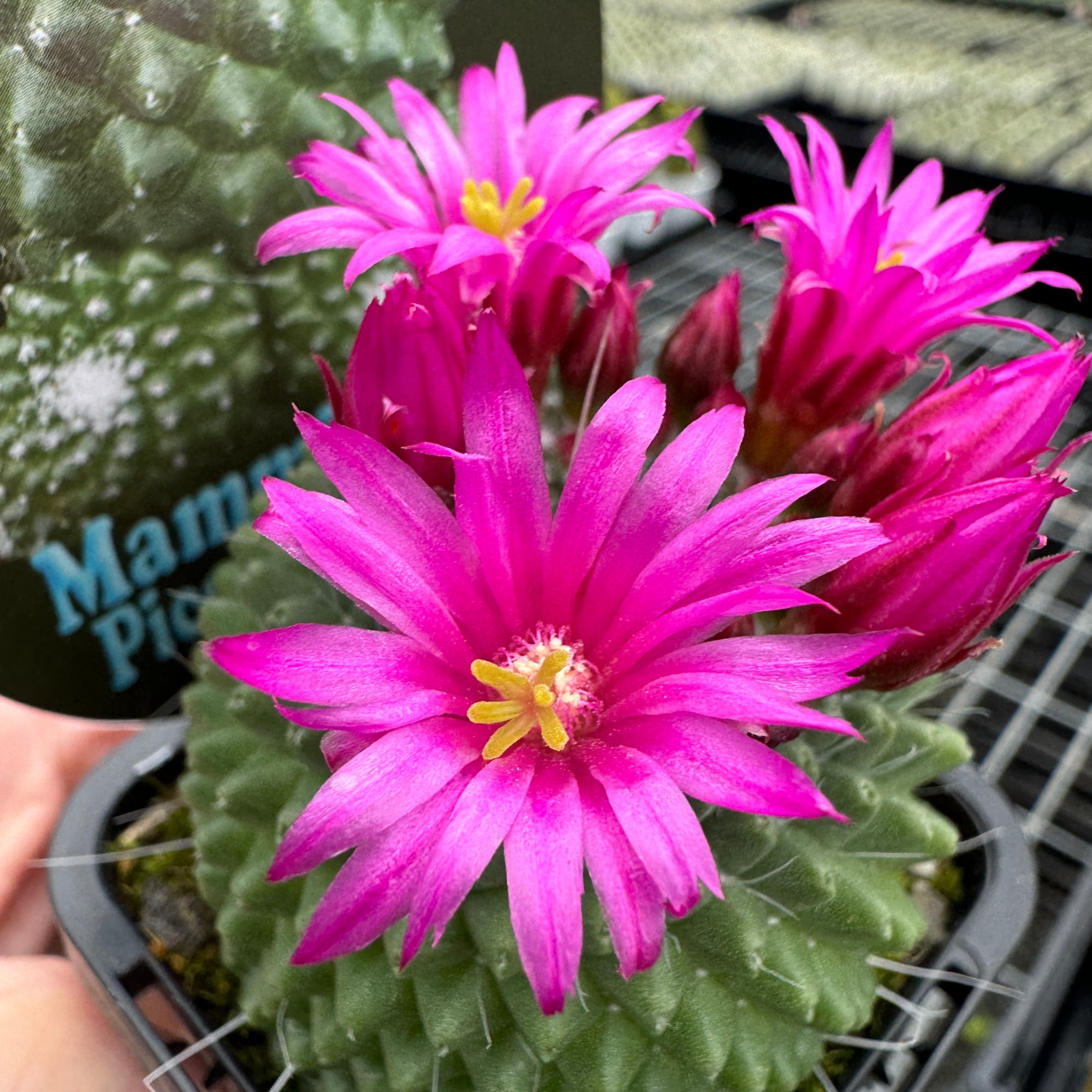 Mammillaria spinosissima 'Compacta' – Rare Clustered Specimens