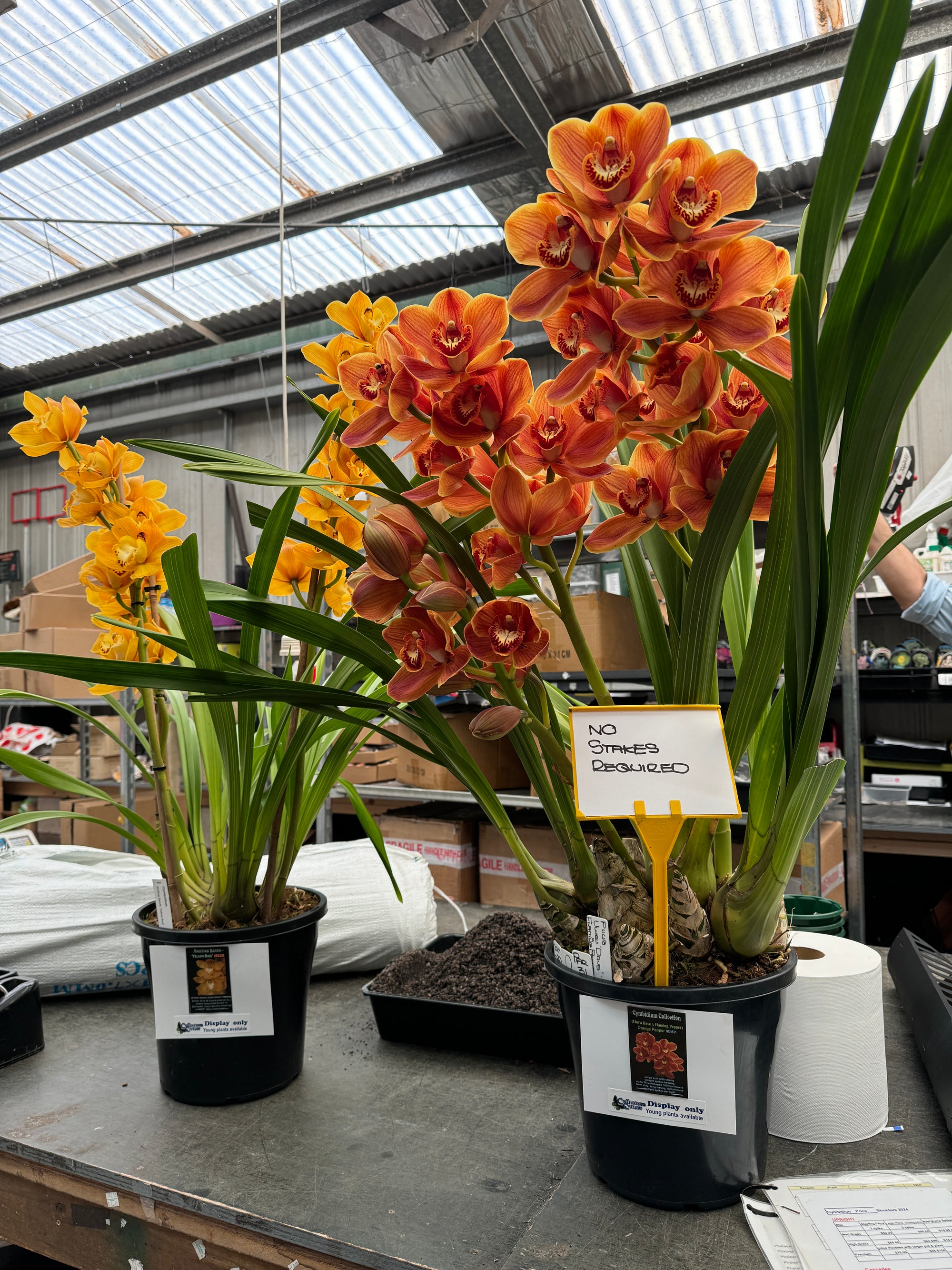 Cymbidium 'Orange Pepper' monster sized 100mm potted
