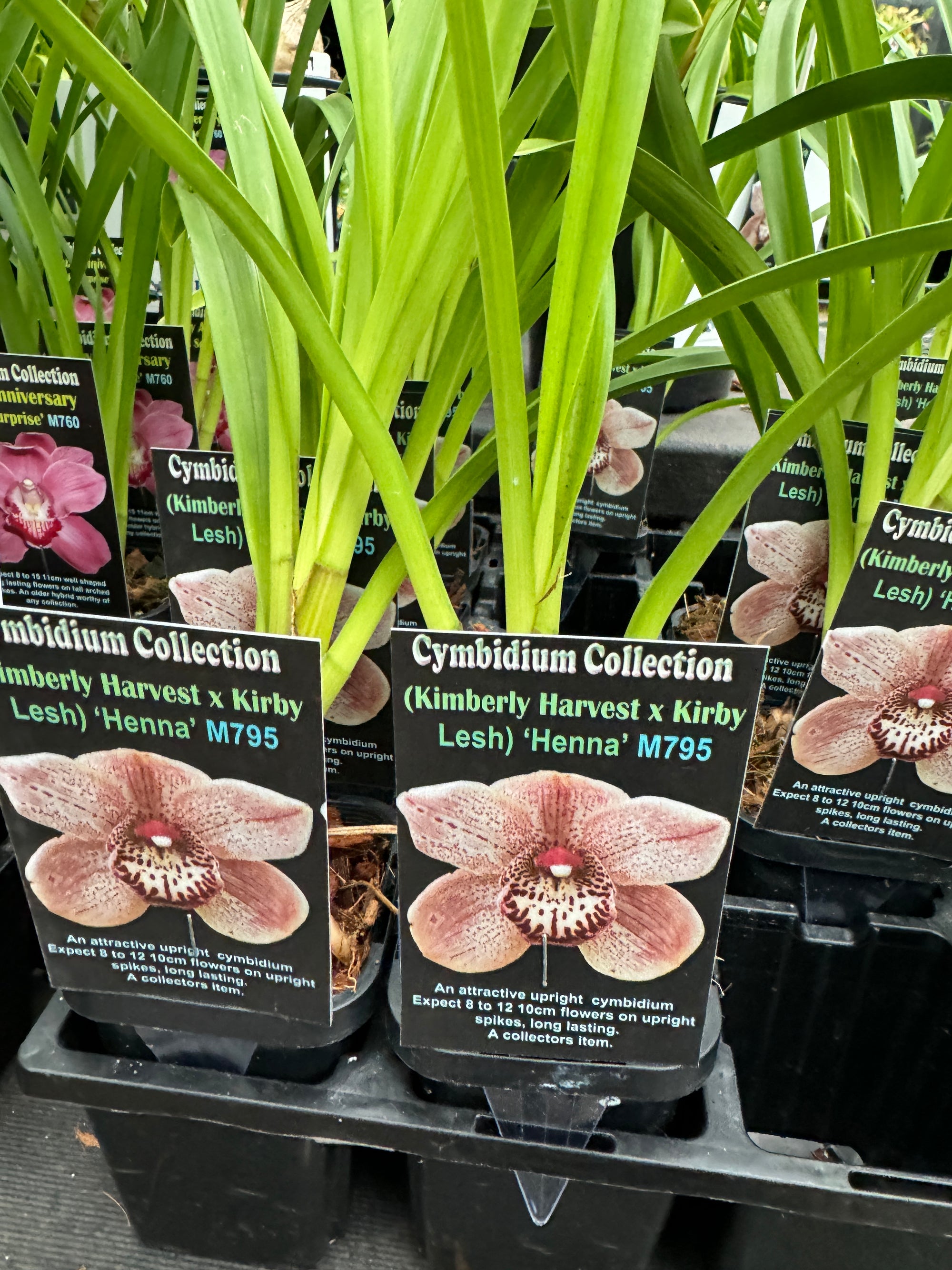 Cymbidium 'Henna'