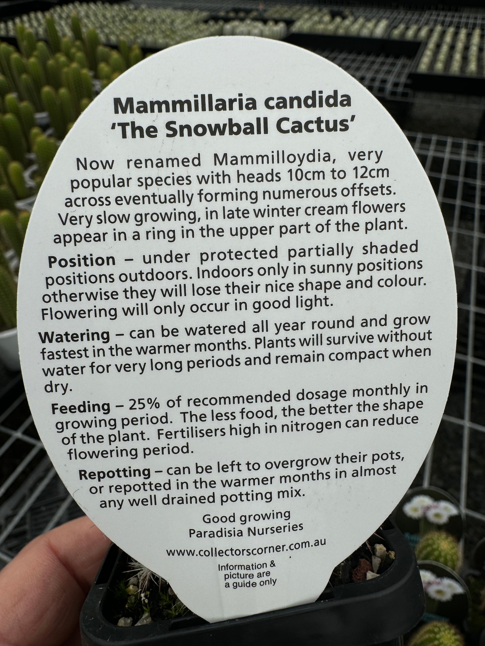 Mammillaria candida – Snowball Cactus