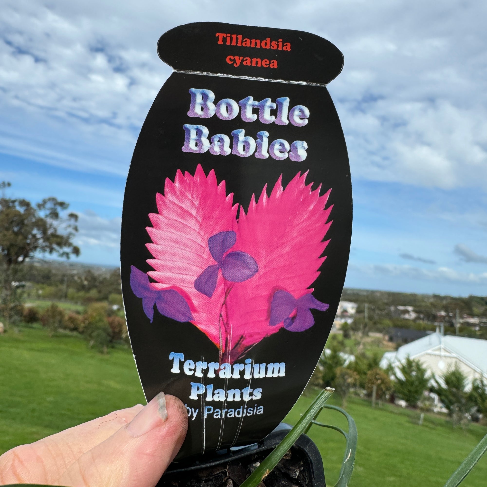 Tillandsia cyanea 'Pink Quill'