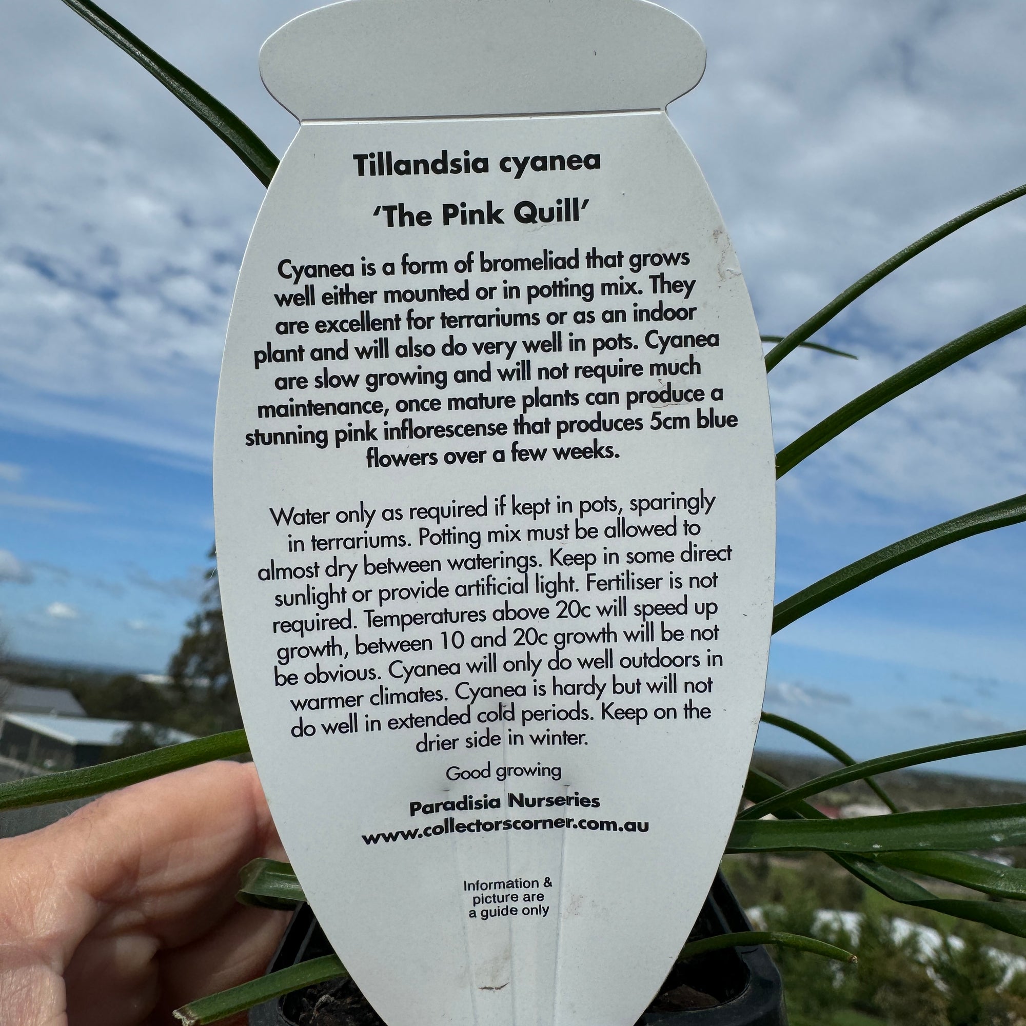 Tillandsia cyanea 'Pink Quill'