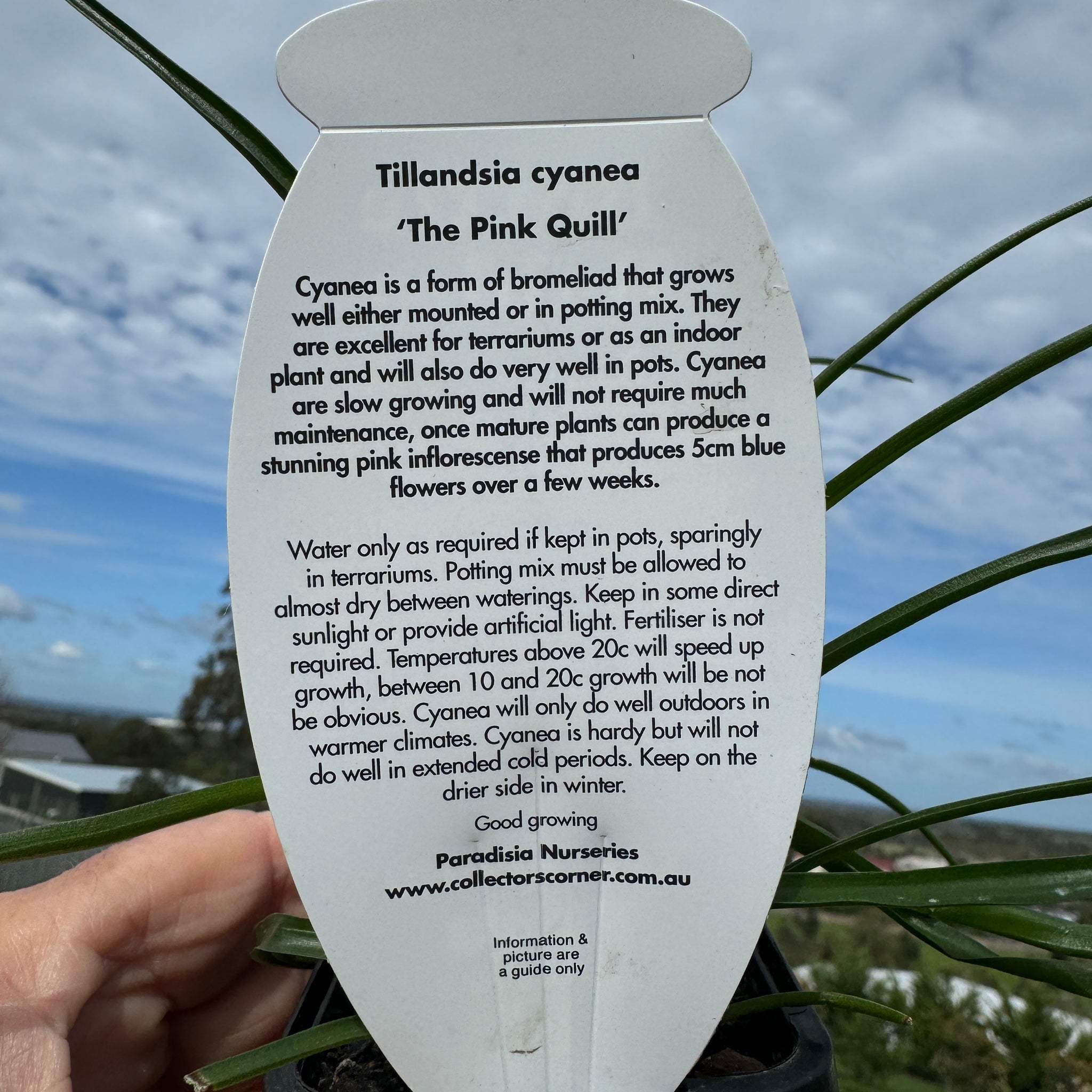Tillandsia cyanea 'Pink Quill'