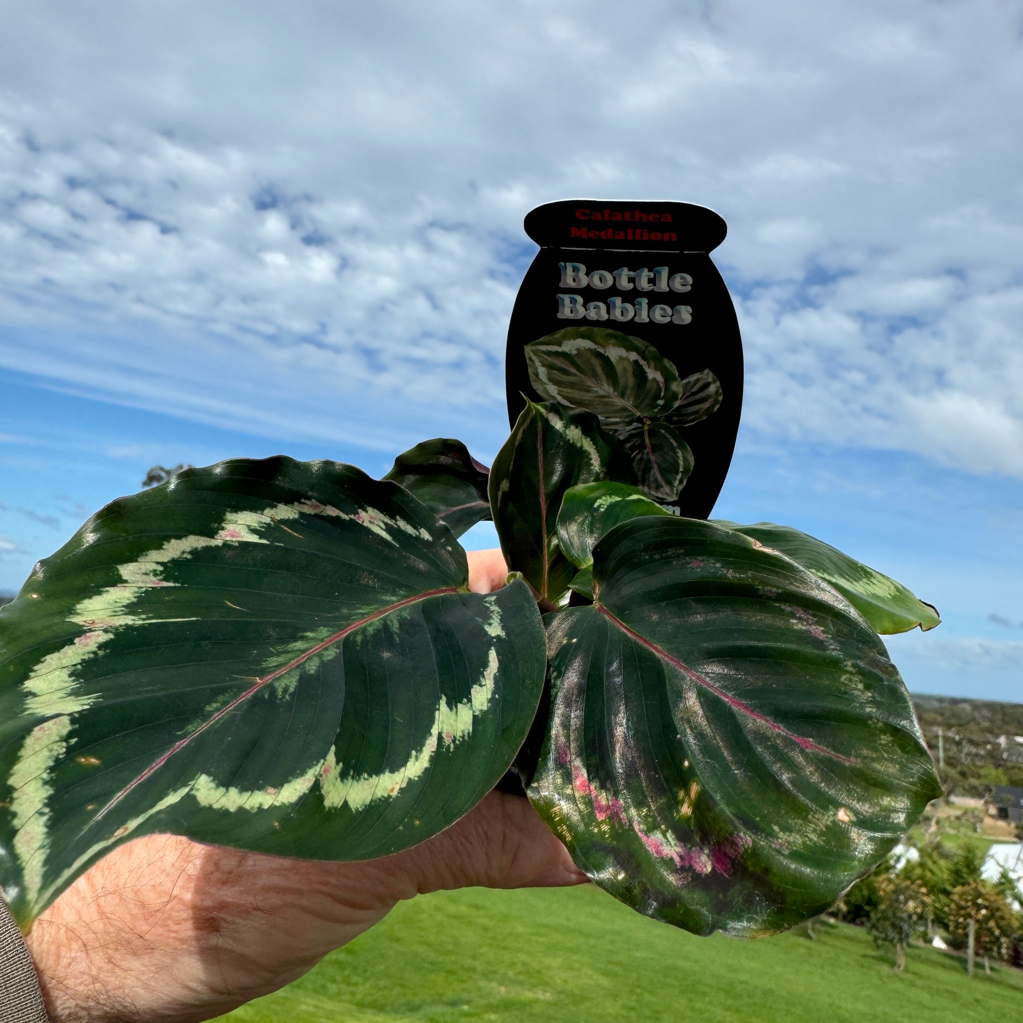 Calathea veitchiana 'Medallion' (Syn. Goeppertia)