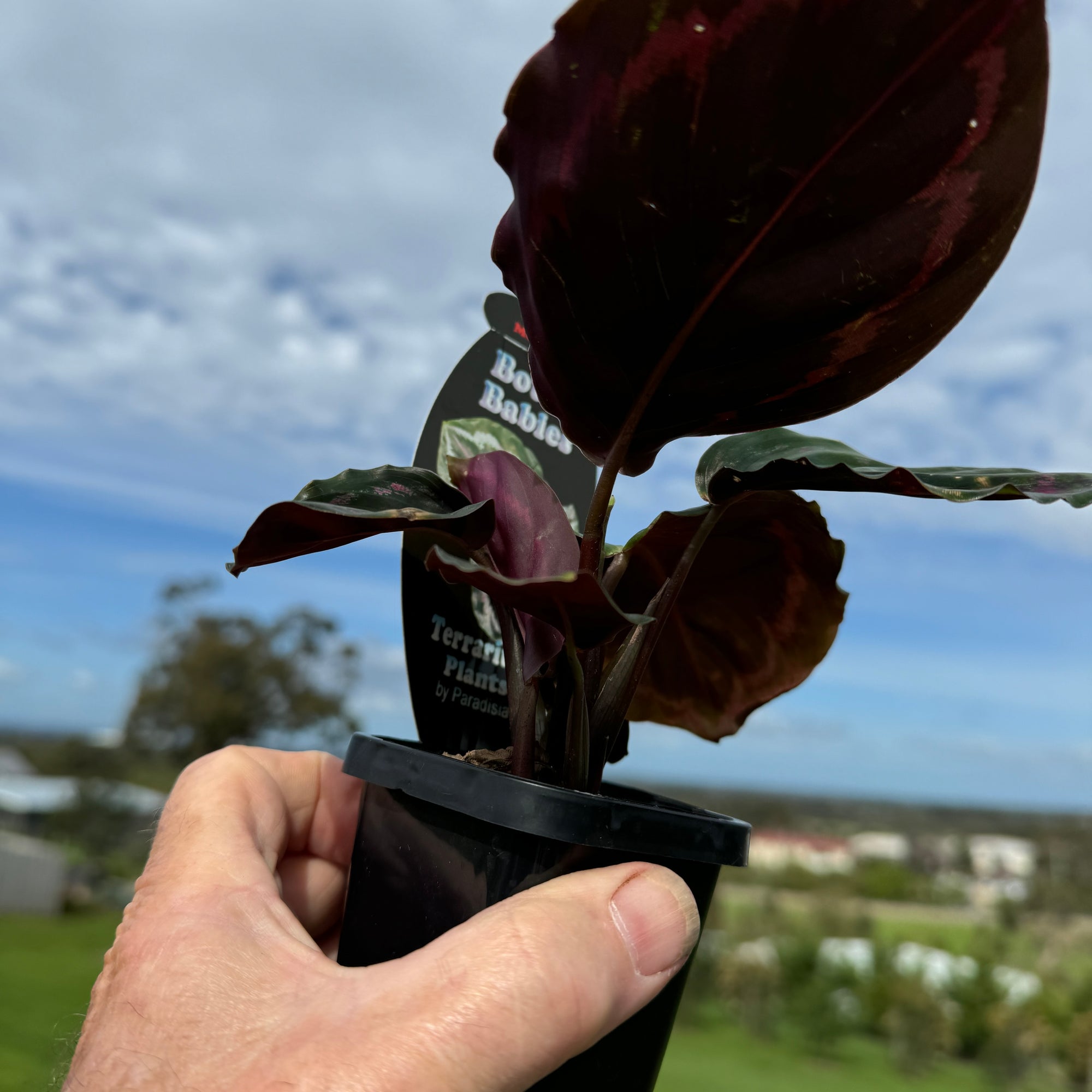 Calathea veitchiana 'Medallion' (Syn. Goeppertia)