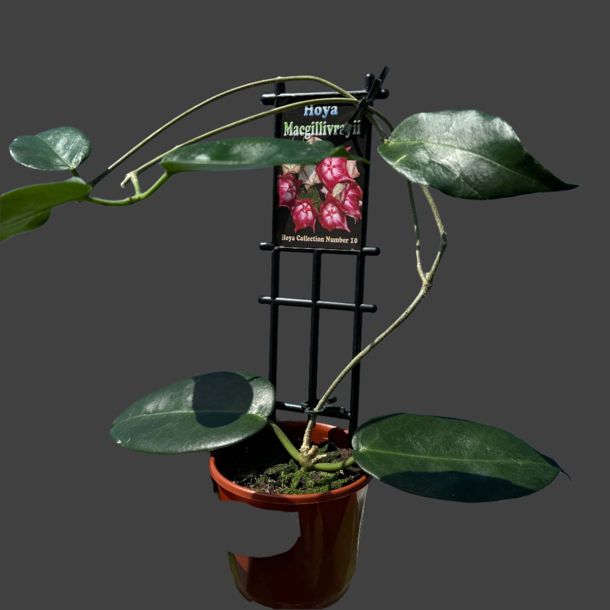 Hoya macgillivrayi - The Queen of Hoyas