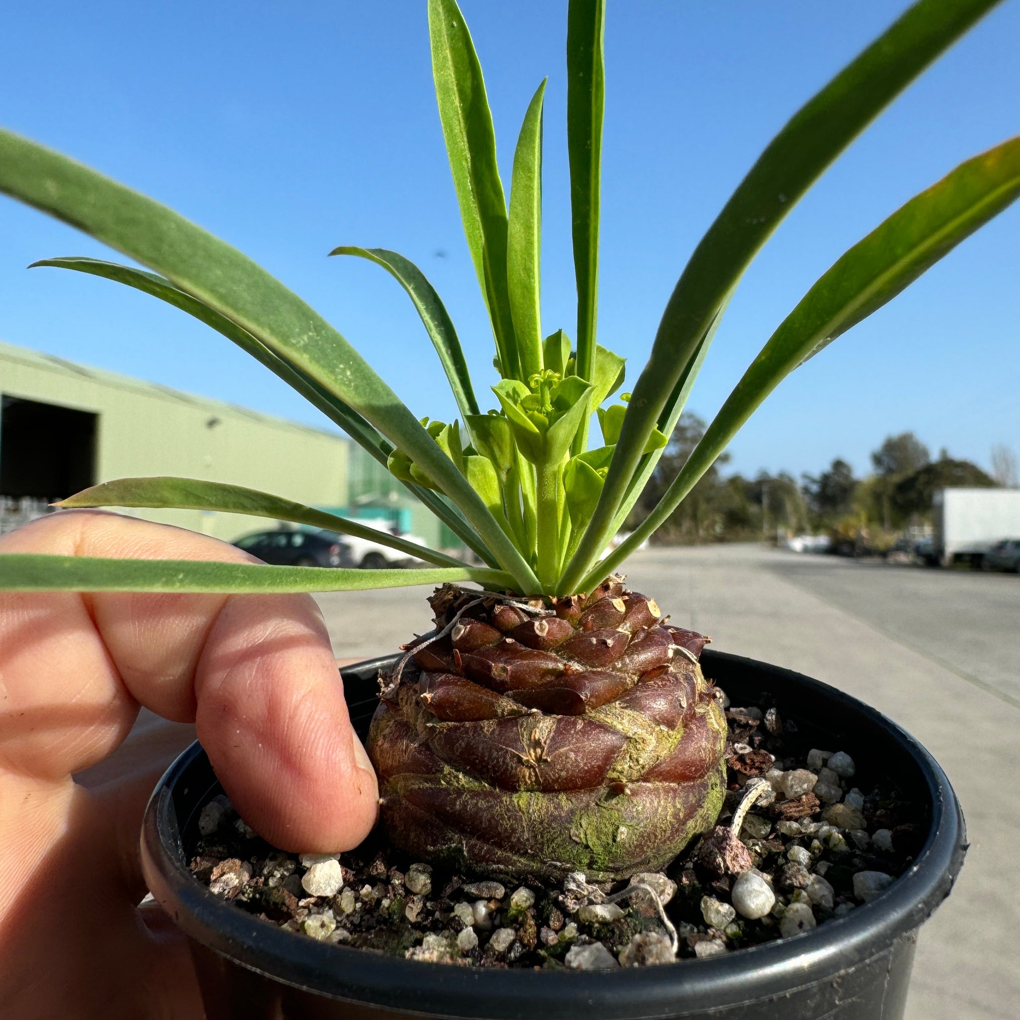 Euphorbia bupleurifolia (WA Prohibited)