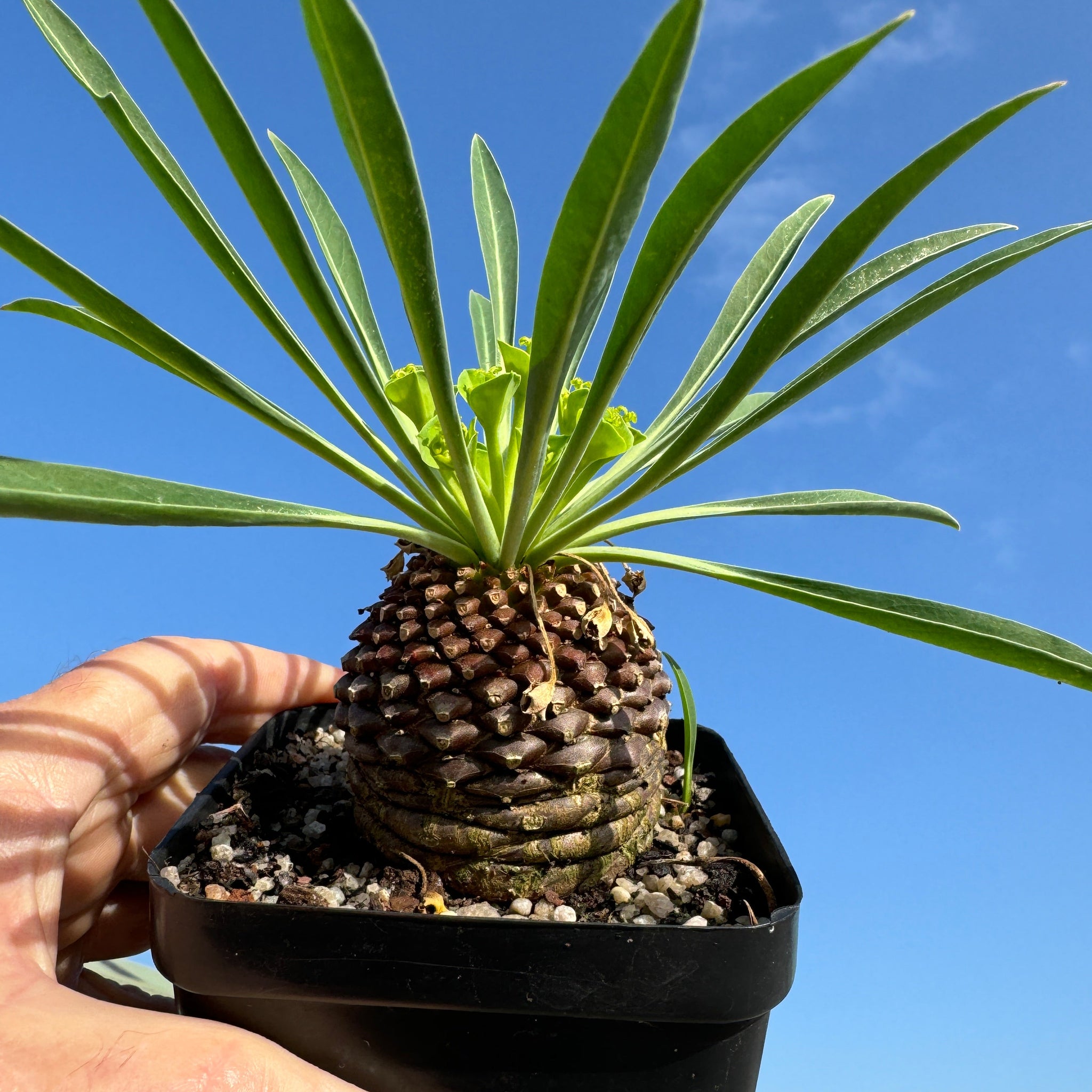 Euphorbia bupleurifolia (WA Prohibited)