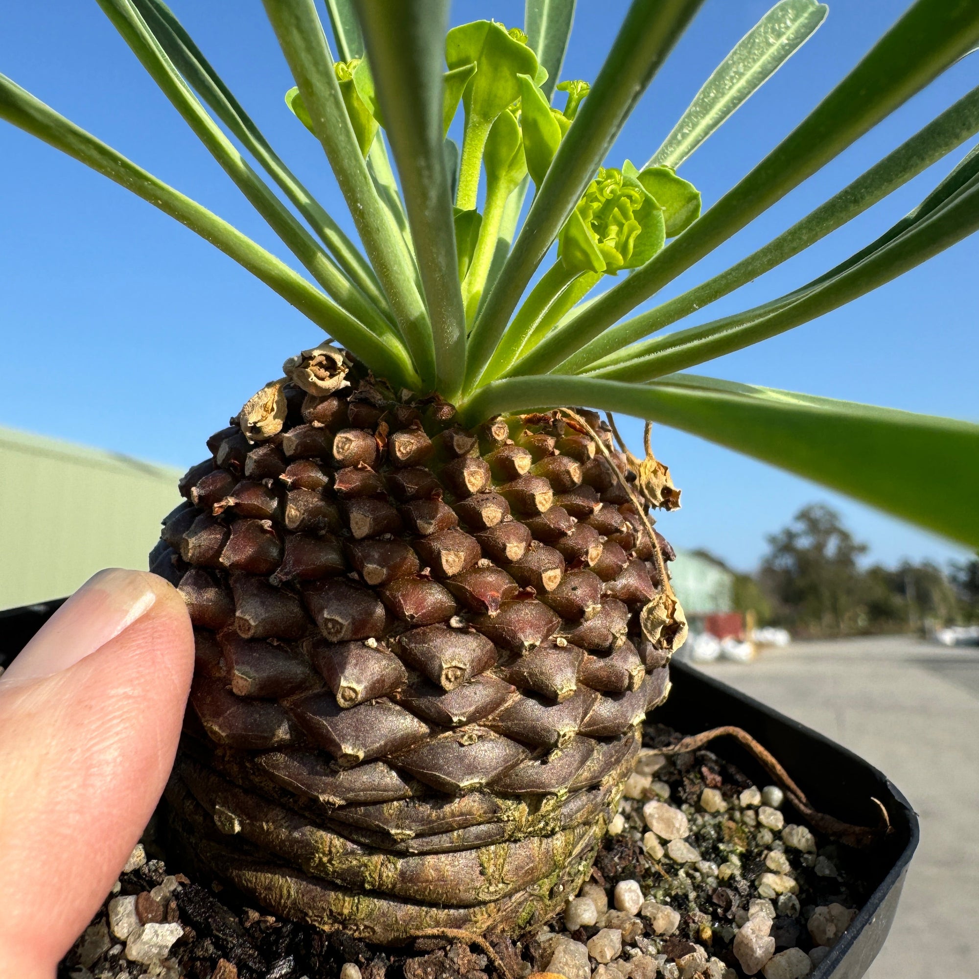 Euphorbia bupleurifolia (WA Prohibited)