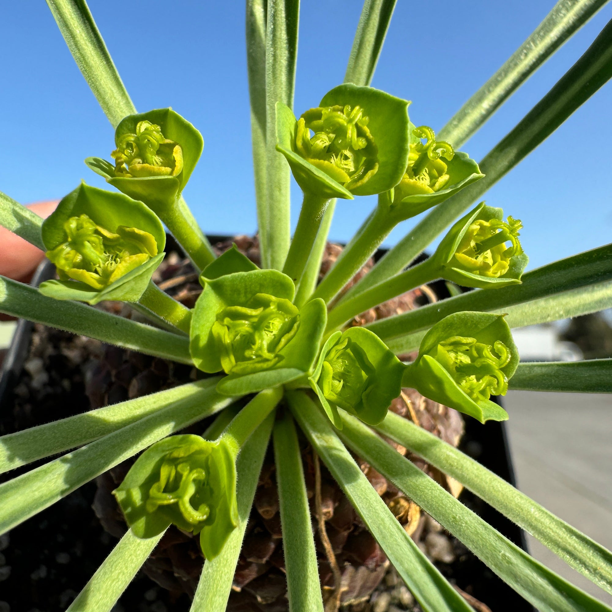 Euphorbia bupleurifolia (WA Prohibited)