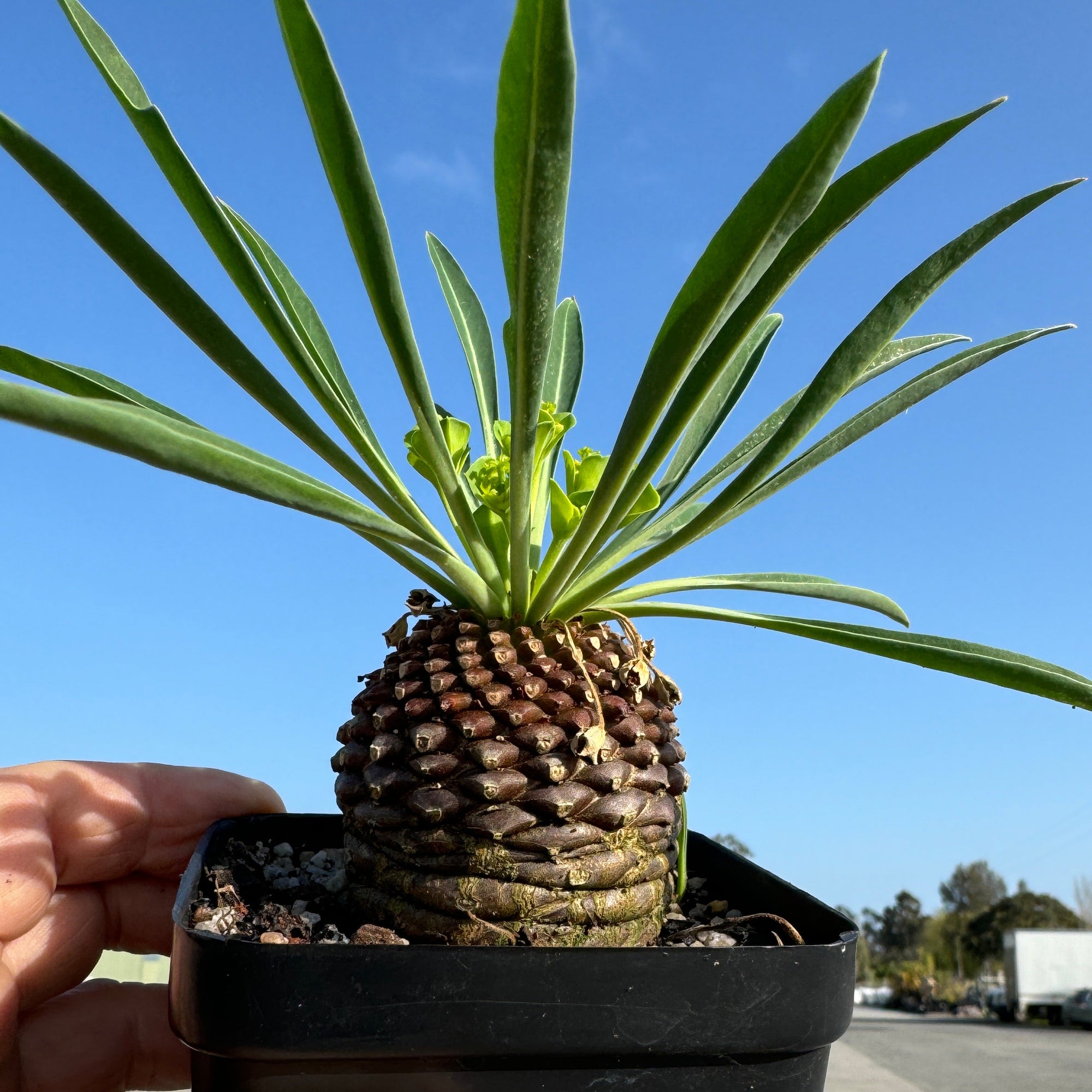 Euphorbia bupleurifolia (WA Prohibited)