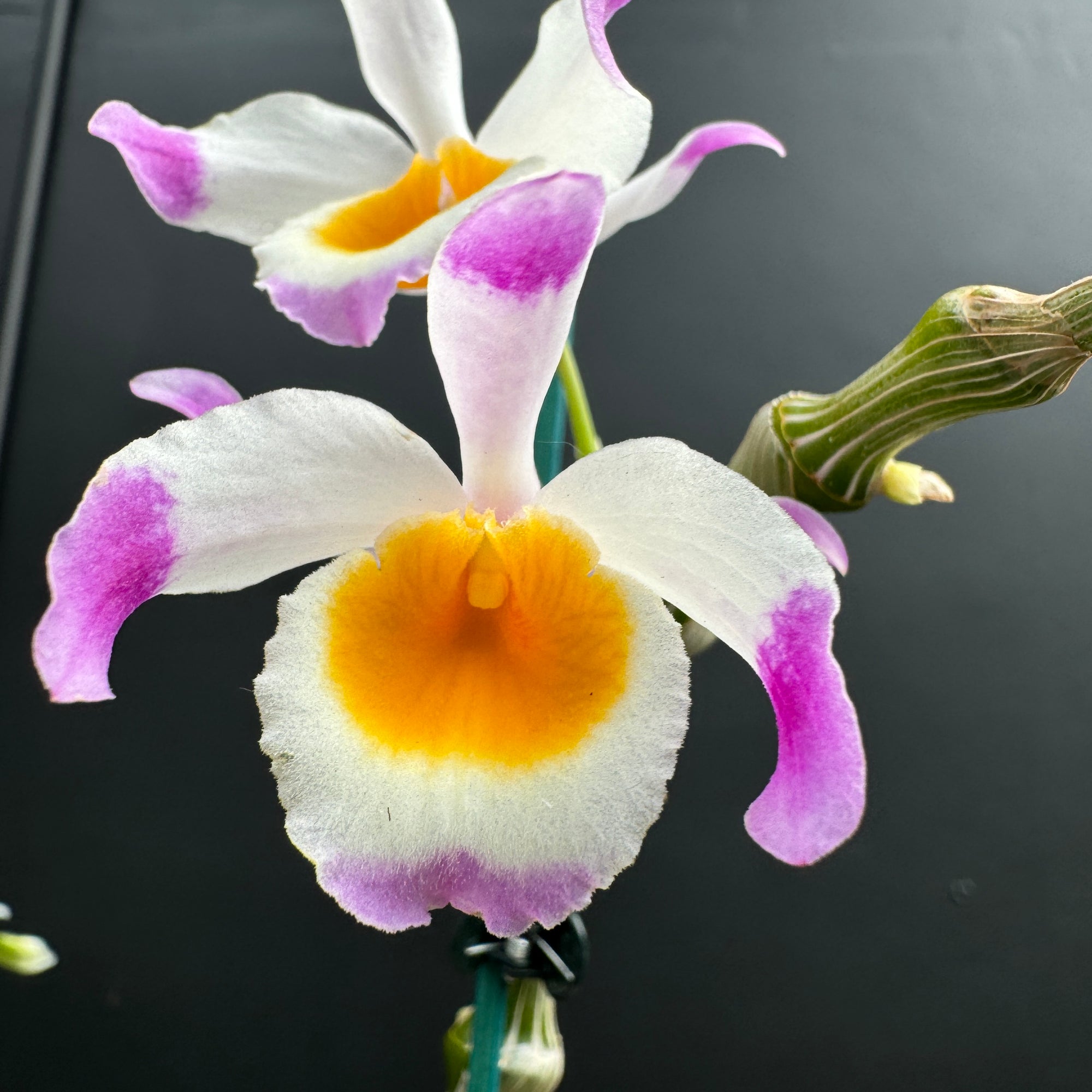 Dendrobium pendulum with pink-tipped white petals and yellow throat flowers.