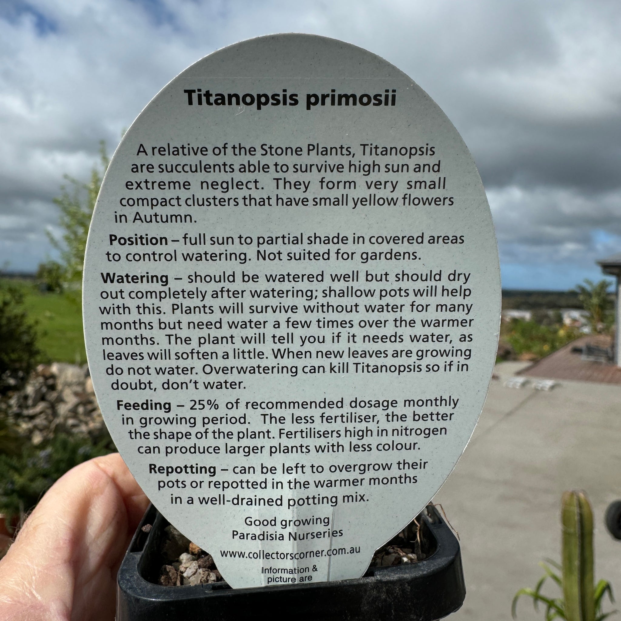 Titanopsis primosii (WA Prohibited)