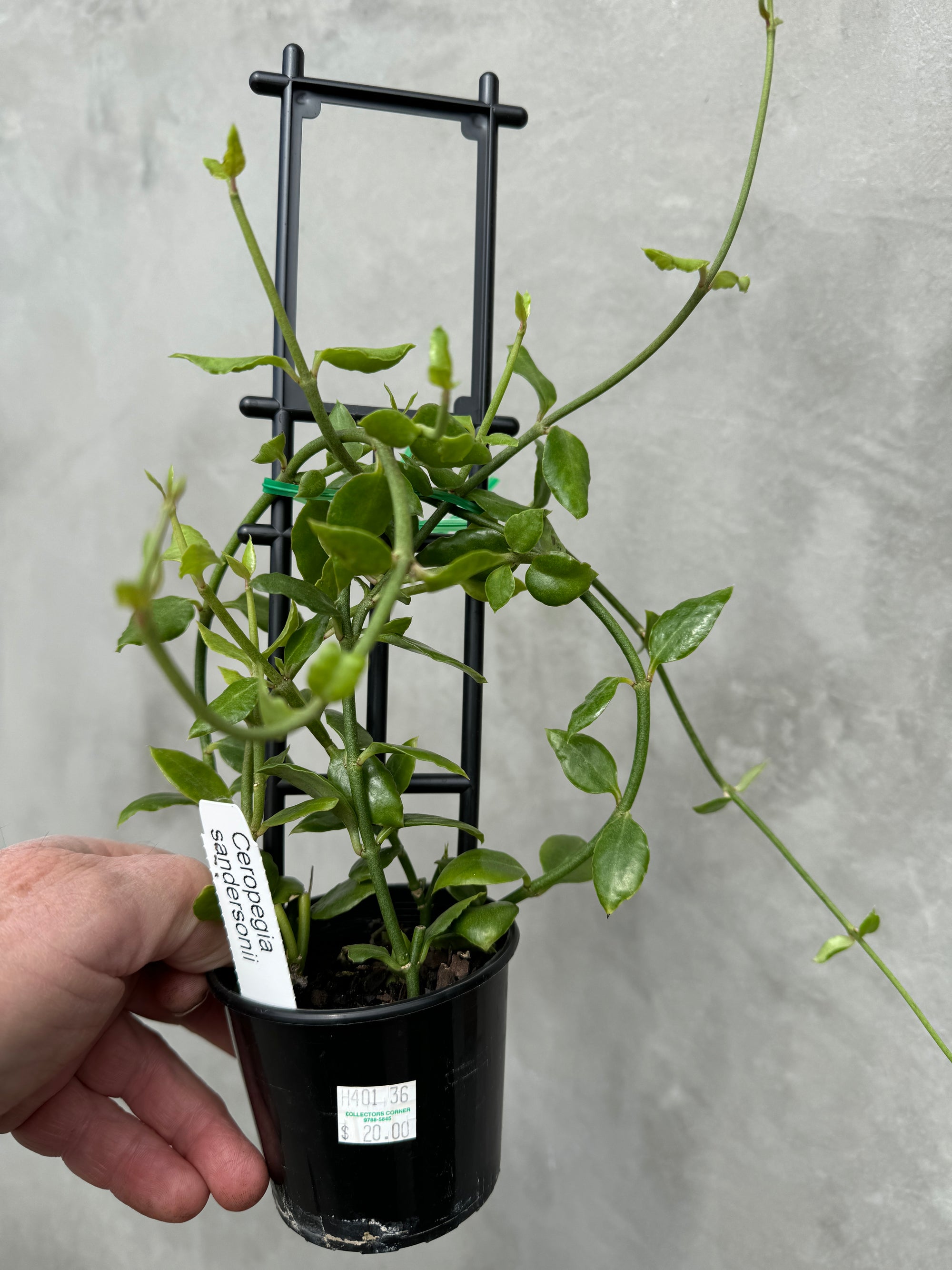 Ceropegia sandersonii – Parachute Plant