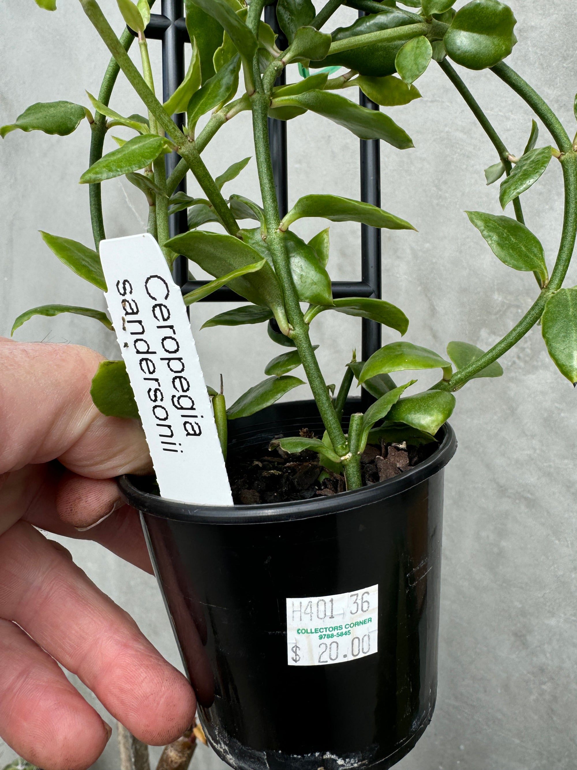 Ceropegia sandersonii – Parachute Plant