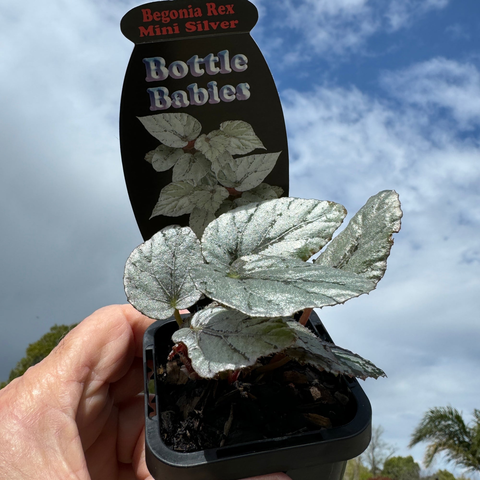 Begonia Rex 'Mini Silver' - The Compact Silver Begonia (WA prohibited)