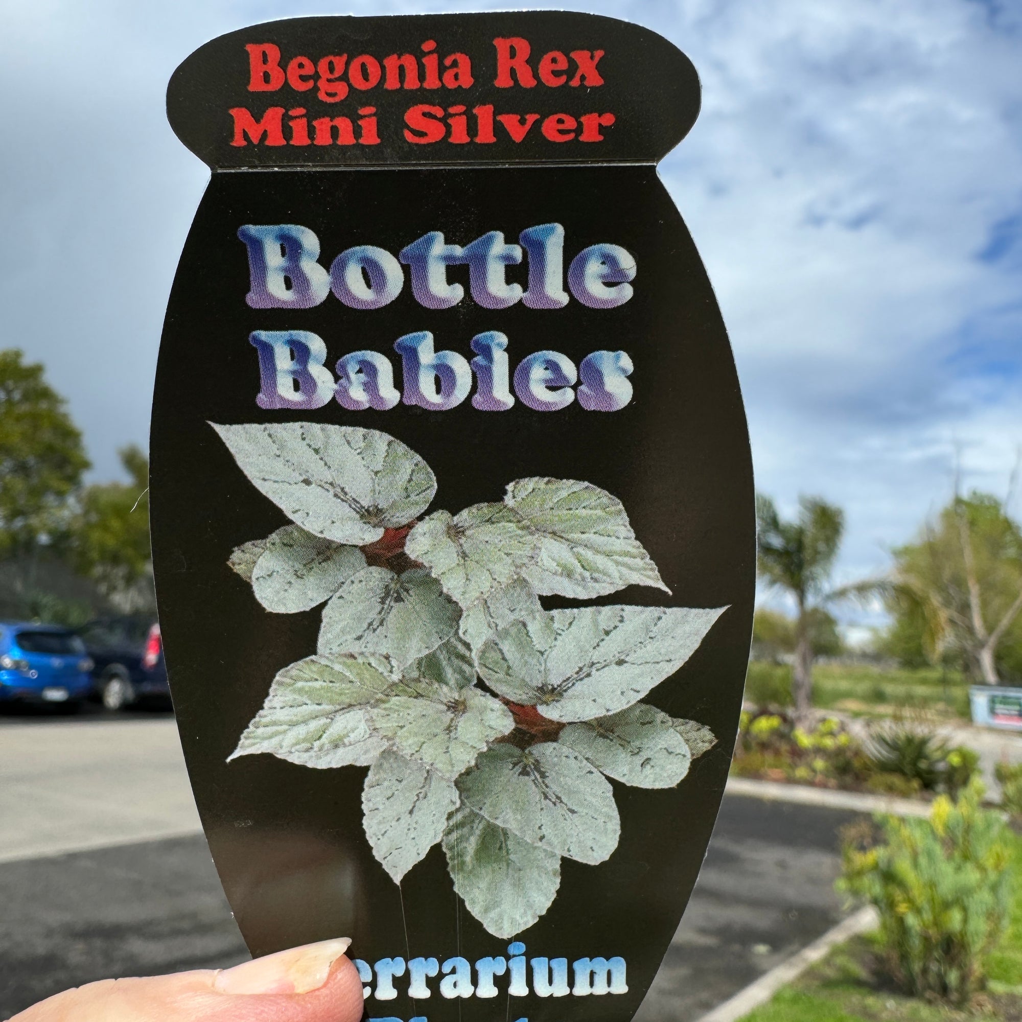 Begonia Rex 'Mini Silver' - The Compact Silver Begonia (WA prohibited)