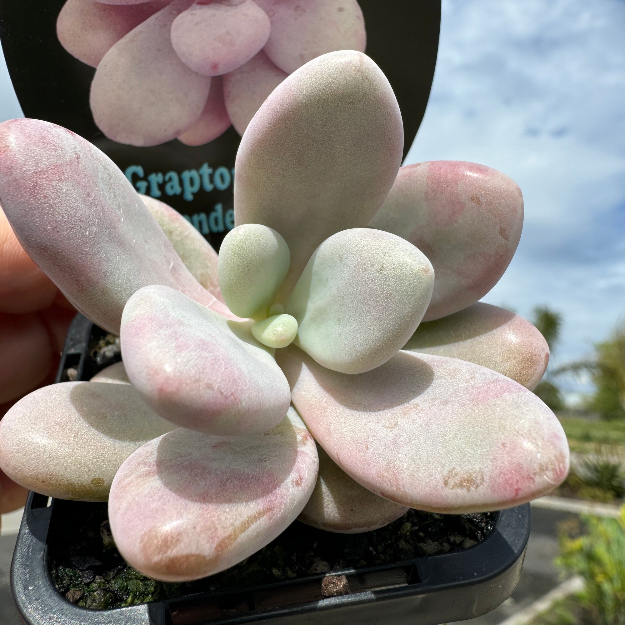 Graptopetalum amethystinum 'Lavender Pebbles'