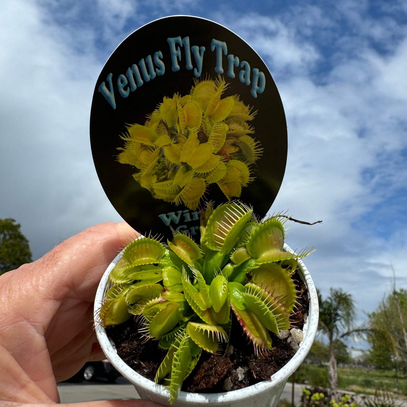Dionaea muscipula 'Winter Green' - Venus Fly Trap