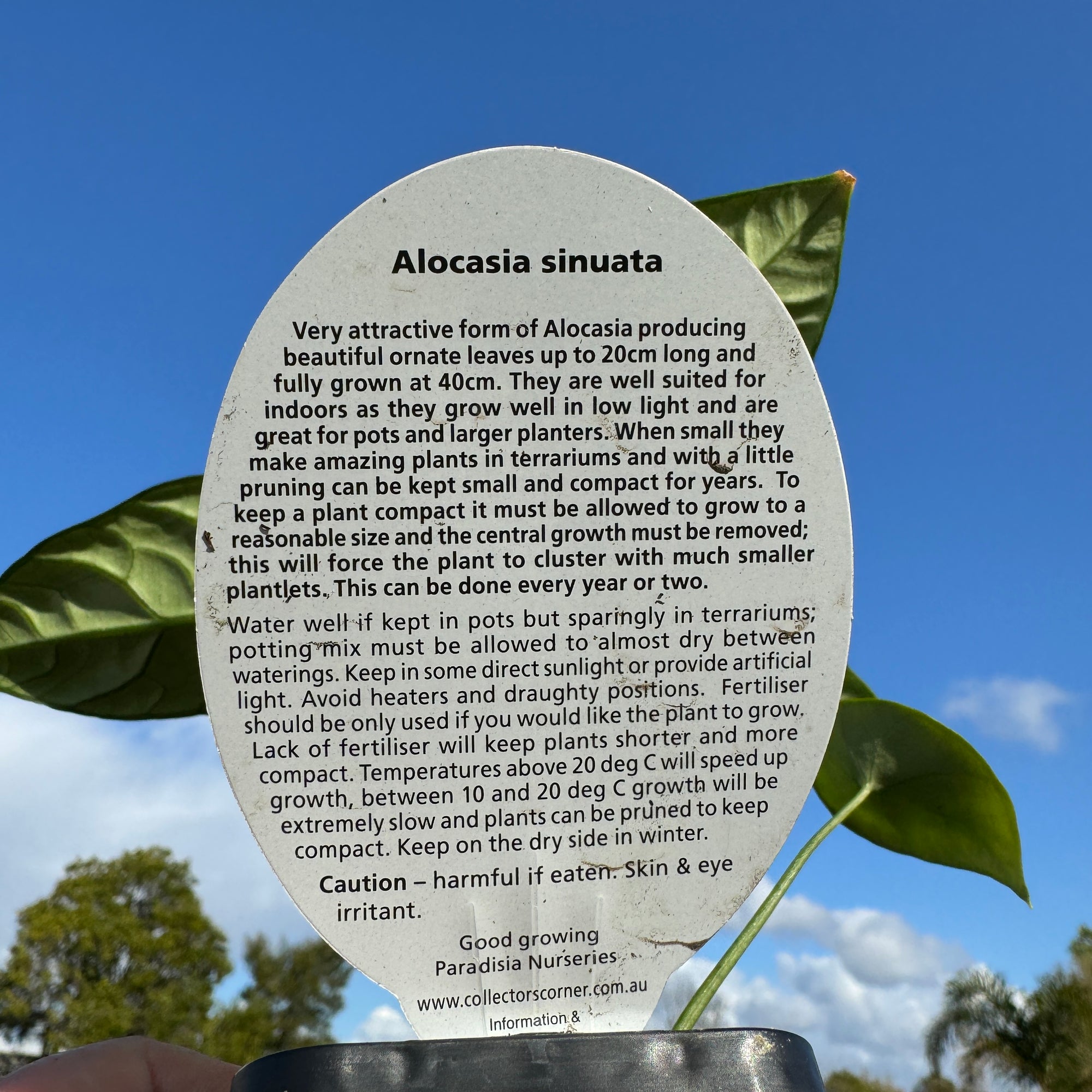 Alocasia sinuata (WA Prohibited)