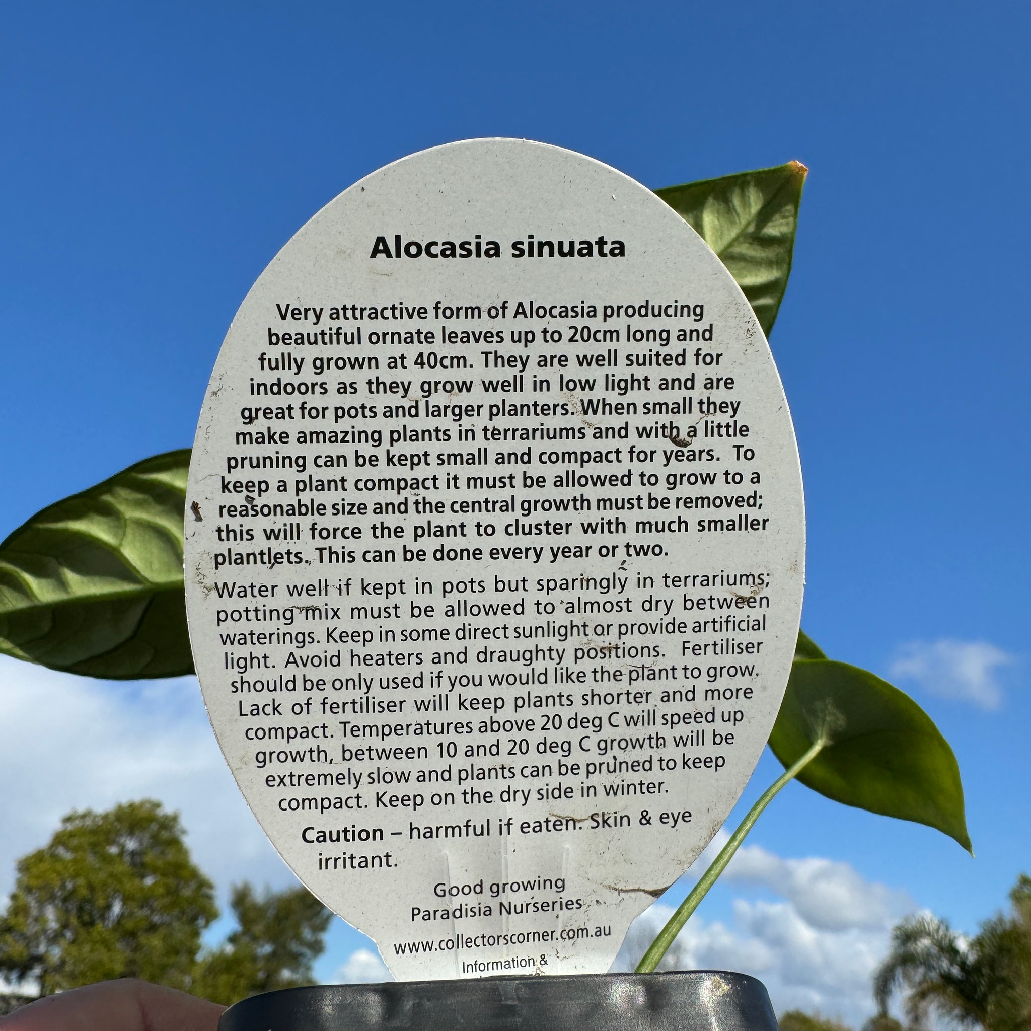 Alocasia sinuata (WA Prohibited)