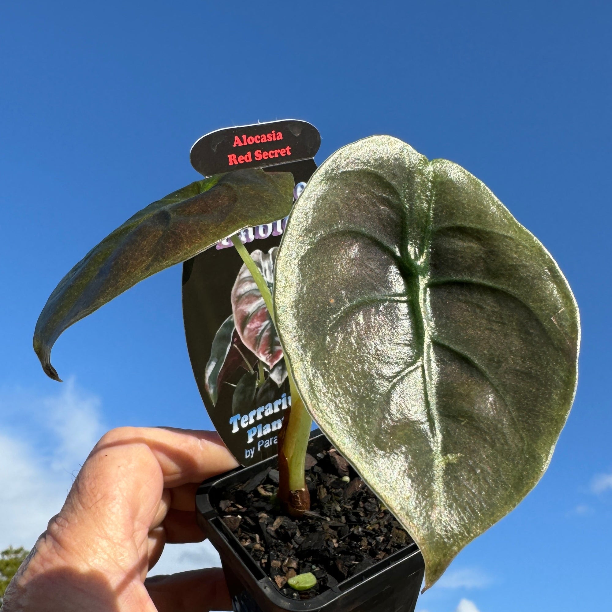 Alocasia cuprea 'Red Secret' (WA Prohibited)