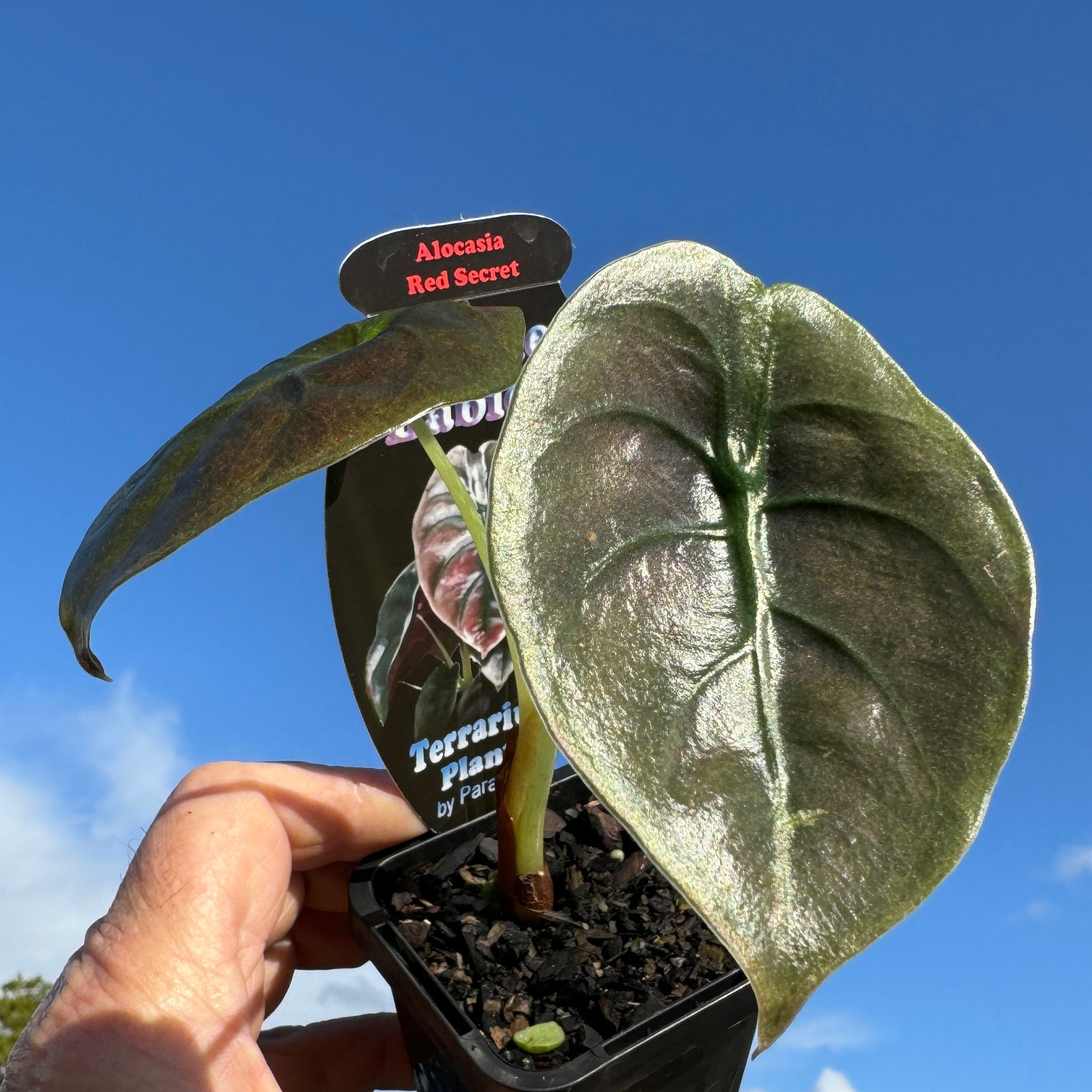 Alocasia cuprea 'Red Secret' (WA Prohibited)