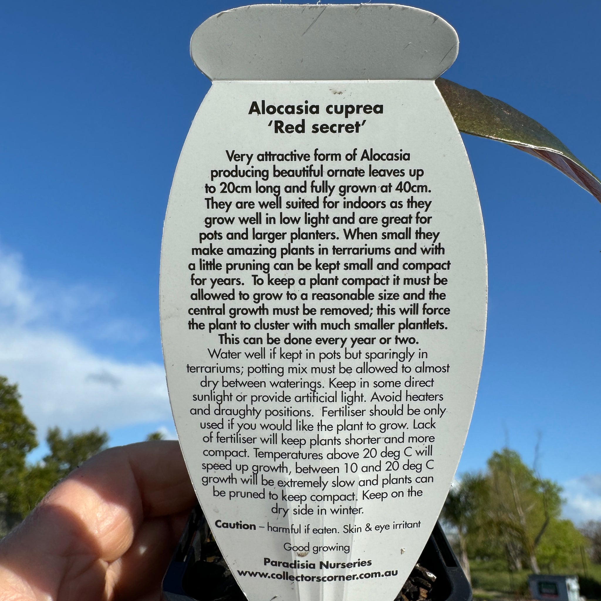 Alocasia cuprea 'Red Secret' (WA Prohibited)