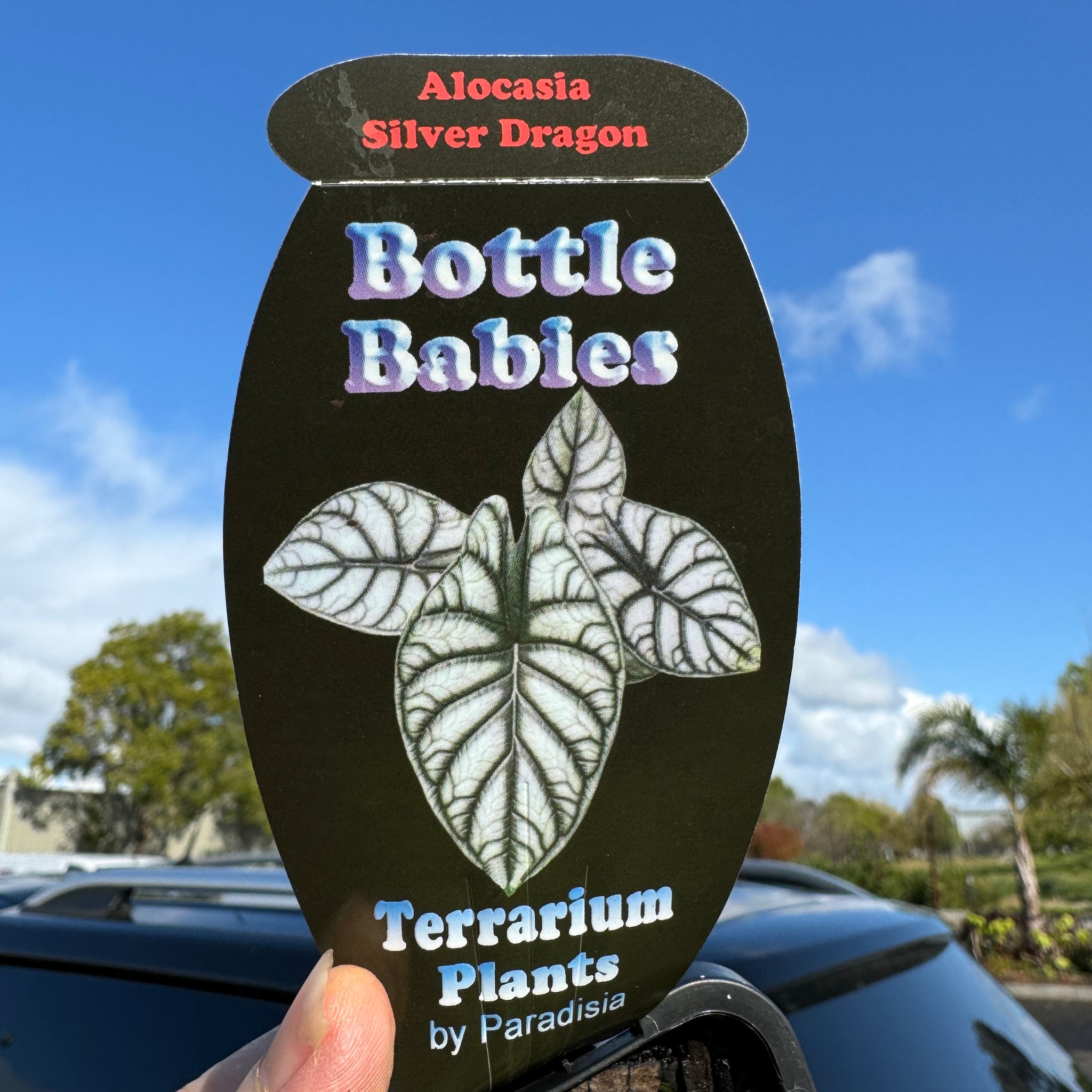 Alocasia baginda 'Silver Dragon' (WA Prohibited)