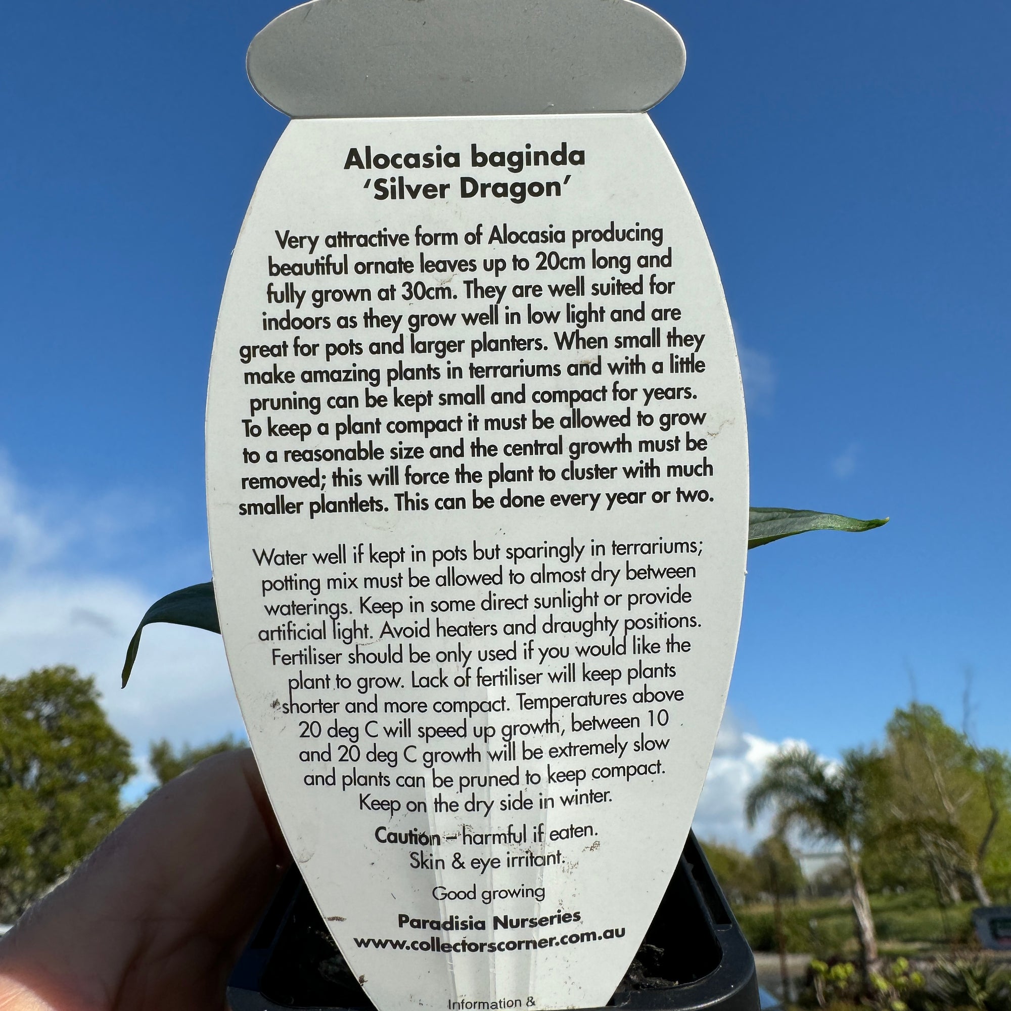 Alocasia baginda 'Silver Dragon' (WA Prohibited)