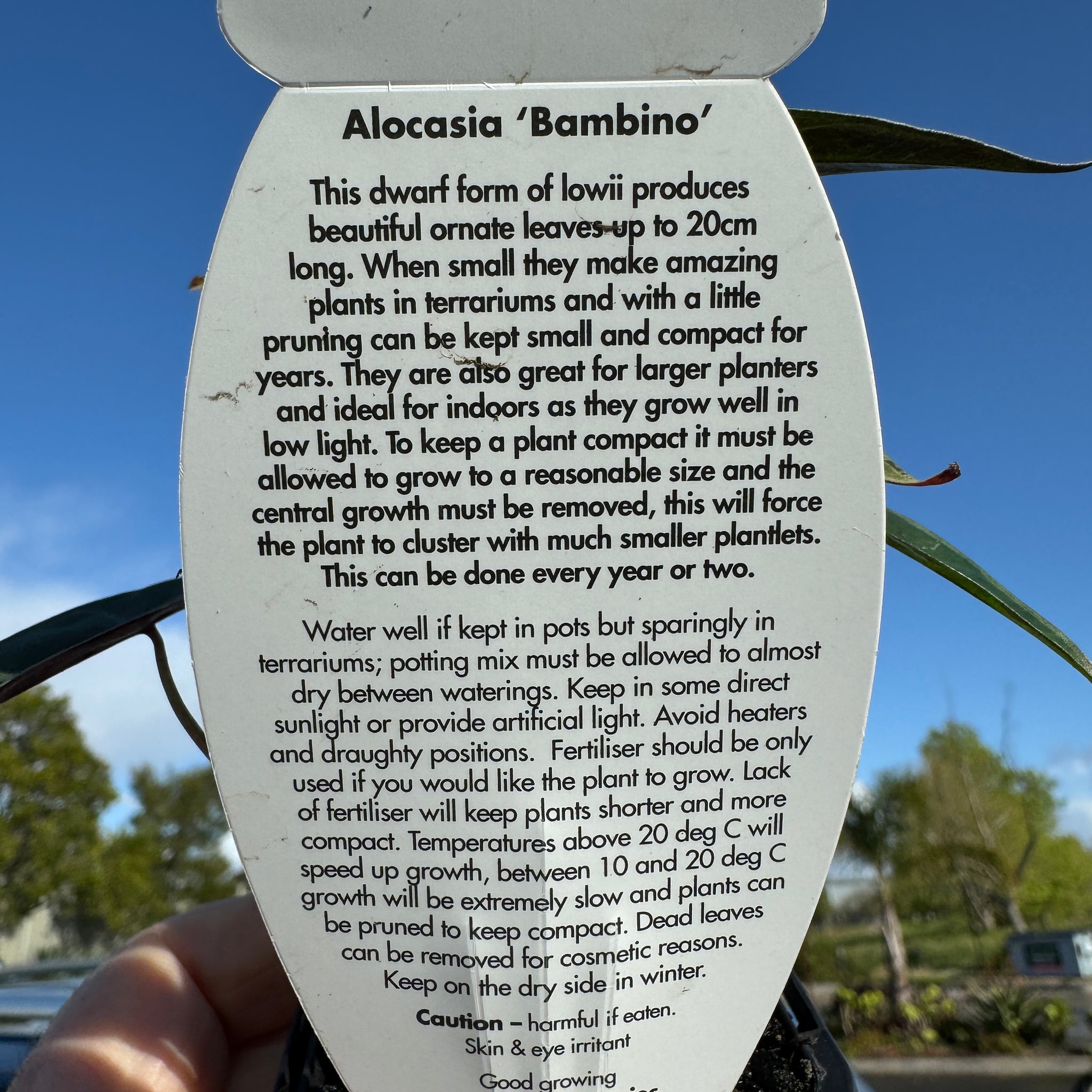 Alocasia 'Amazonica Bambino' (WA Prohibited)