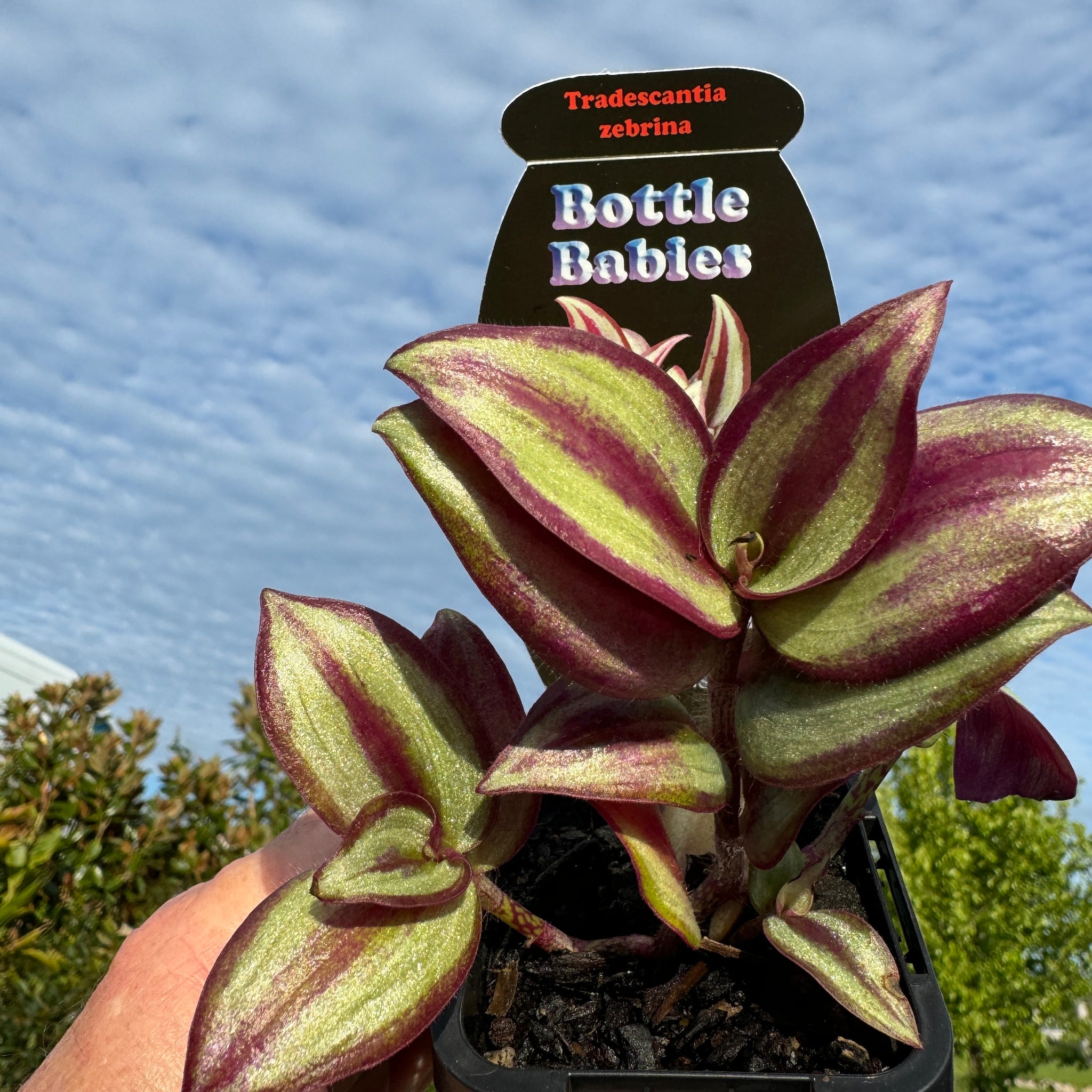 Tradescantia Zebrina – The Wandering Jew