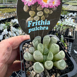 Frithia pulchra 'Insect Eyes'