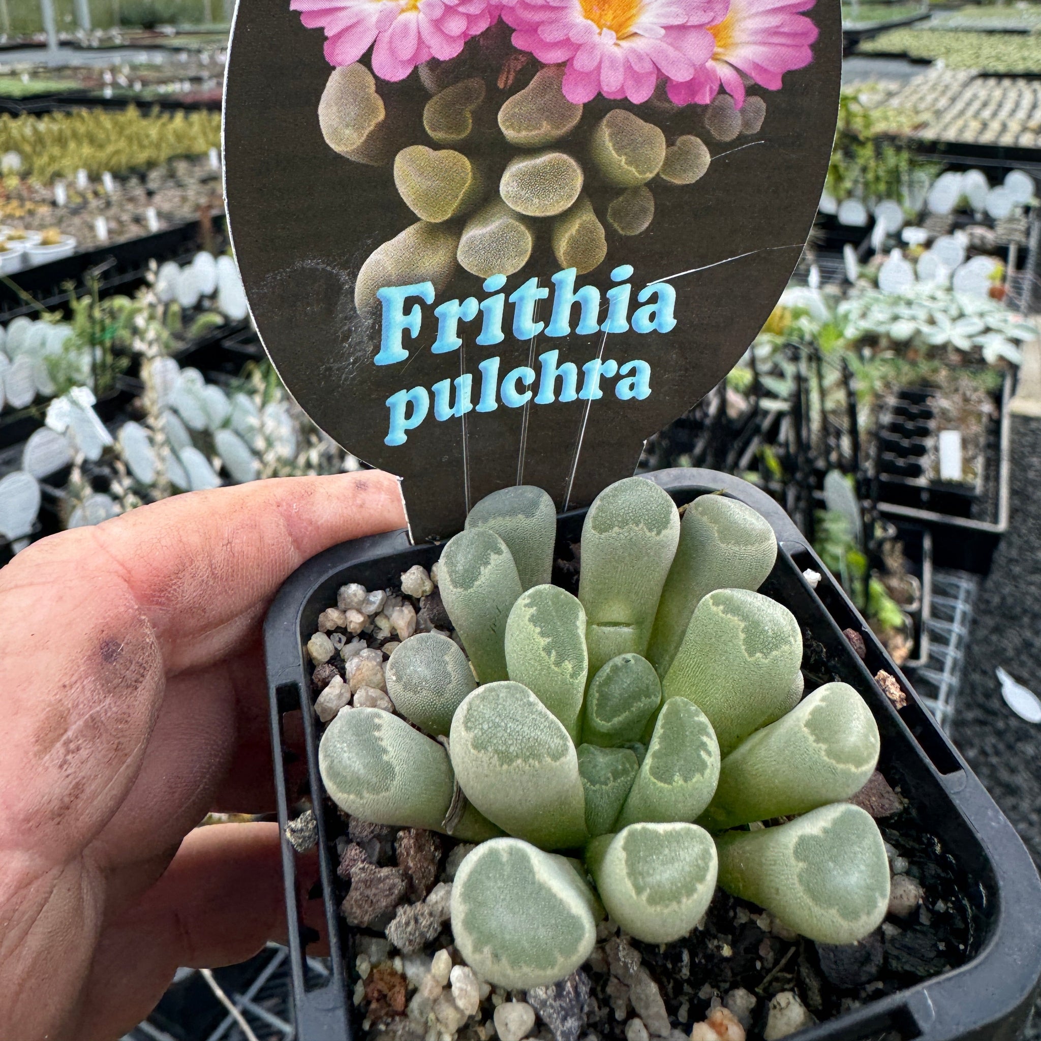 Frithia pulchra 'Insect Eyes'